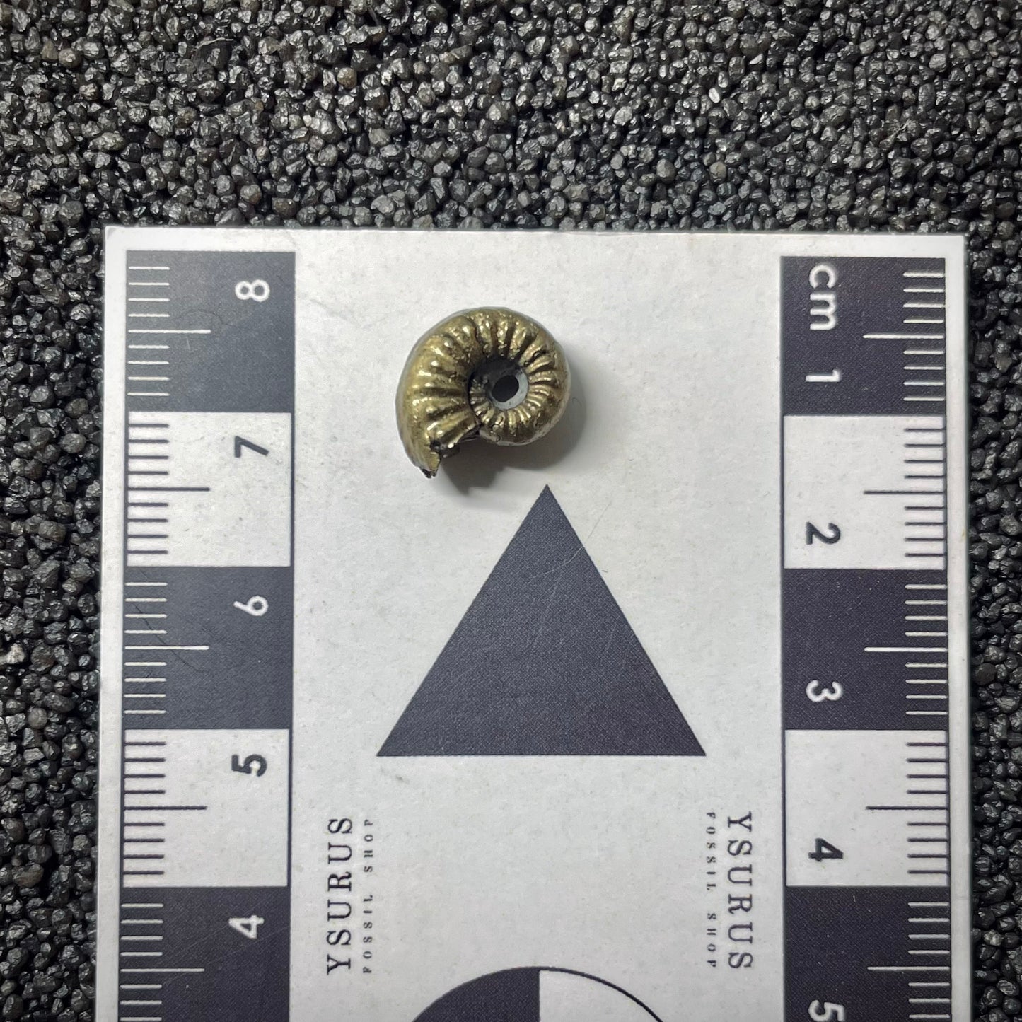 F1762 | Ammonite | Amaltheidae indet.