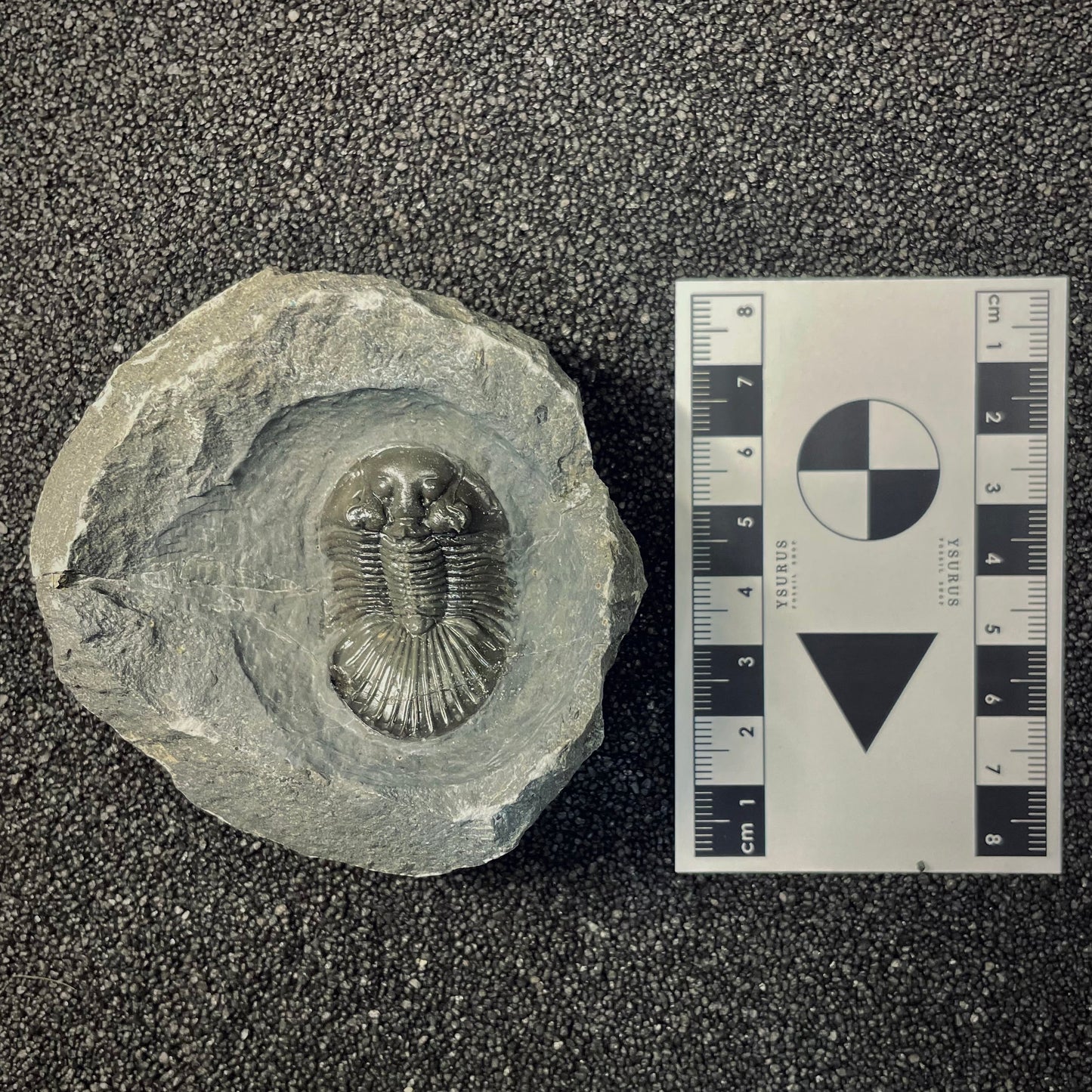 F2615 | Trilobite | Scabriscutellum sp.