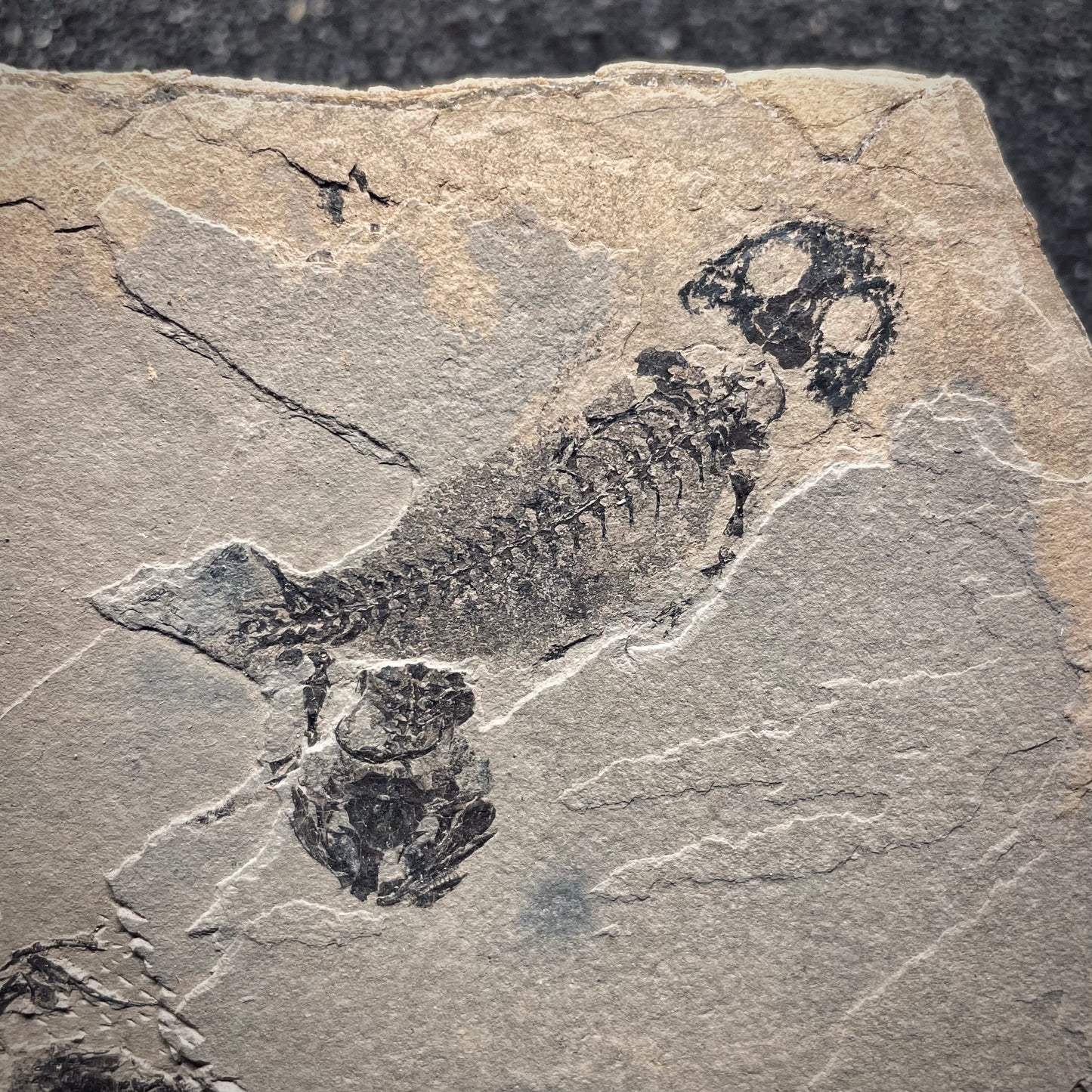 F1344 | Anfibio | Branchiosauridae indet.