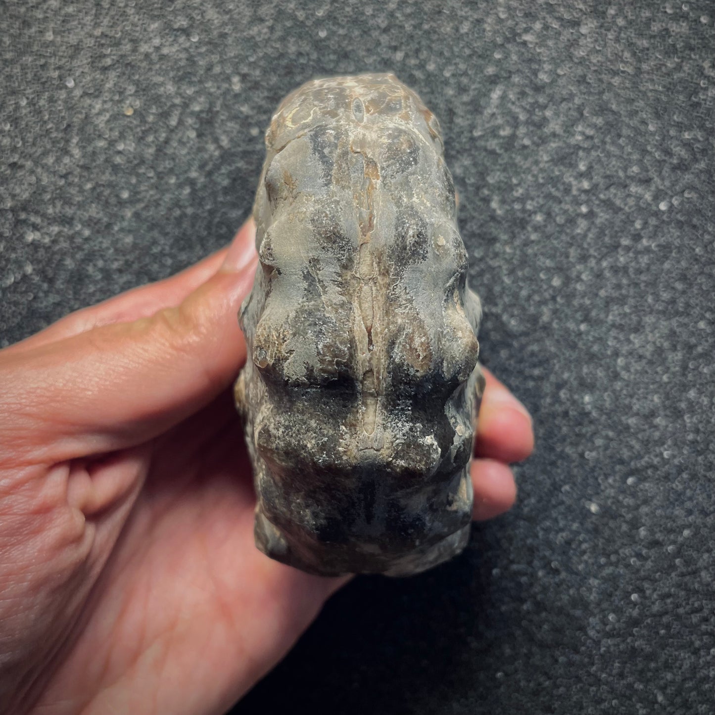 F1973 | Ammonite | Mammites nodosoides