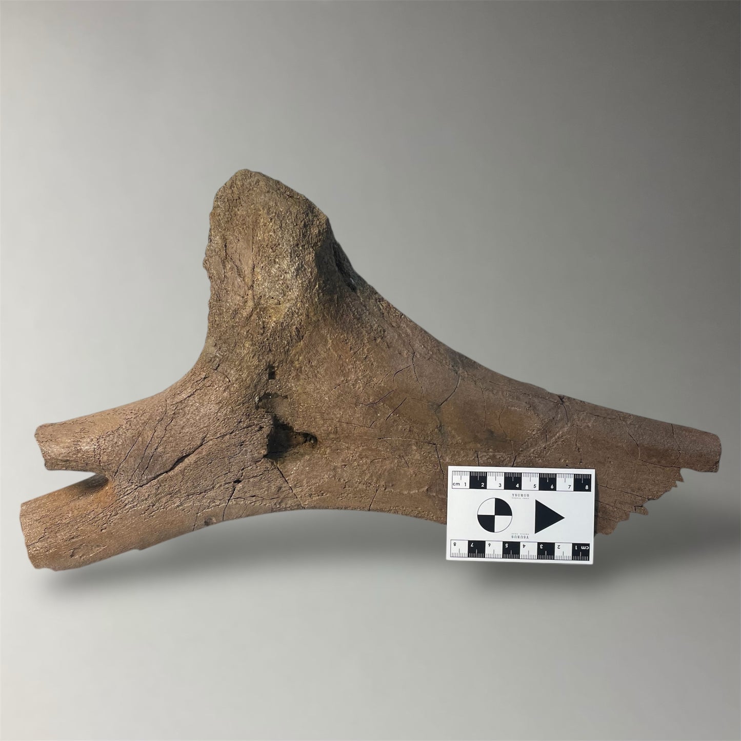 F2508 | Dinosauro | Edmontosaurus sp.