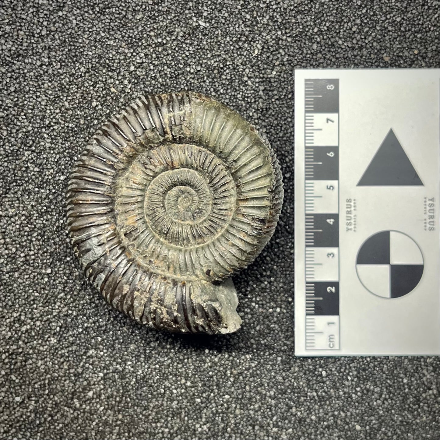 F2821 | Ammonite | Dactylioceratidae indet.