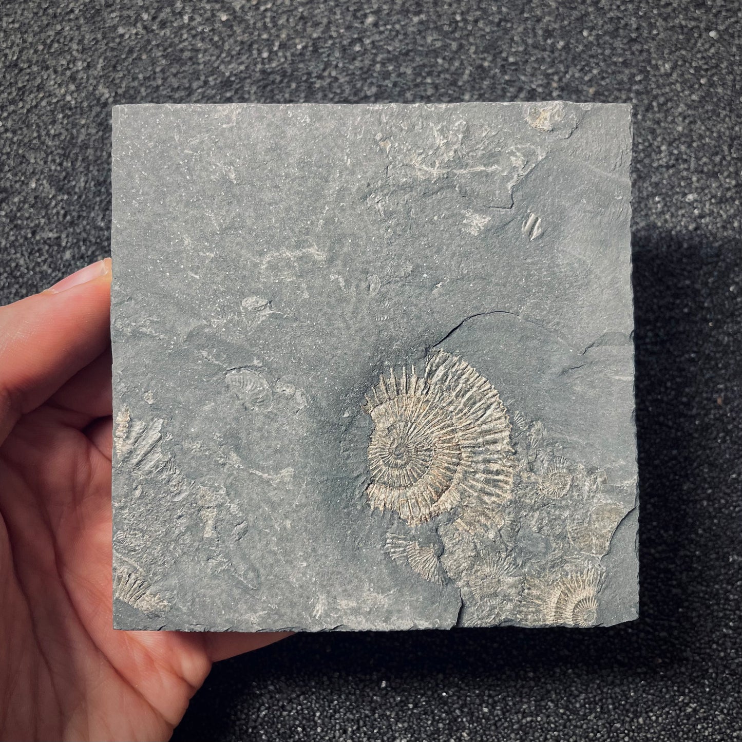 FNP19 | Fossile da preparare | Ammonite | Dactylioceras commune