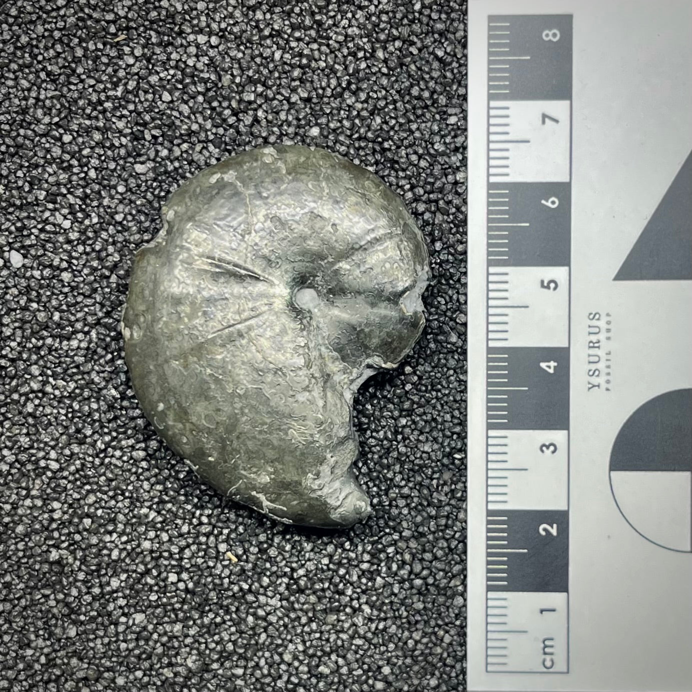 F2895 | Ammonite | Phylloceras sp.