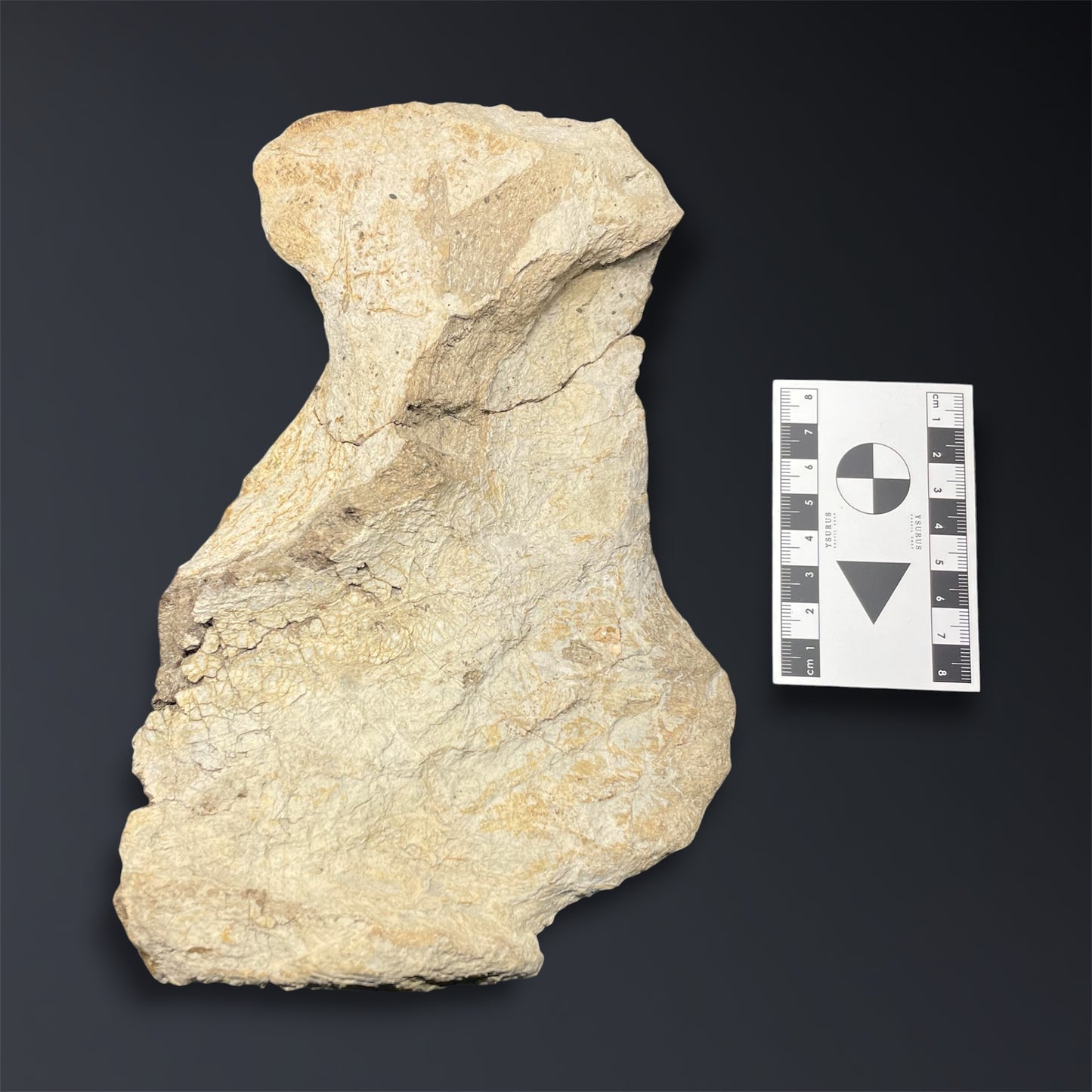 F2915 | Dinosauro | Triceratops sp.