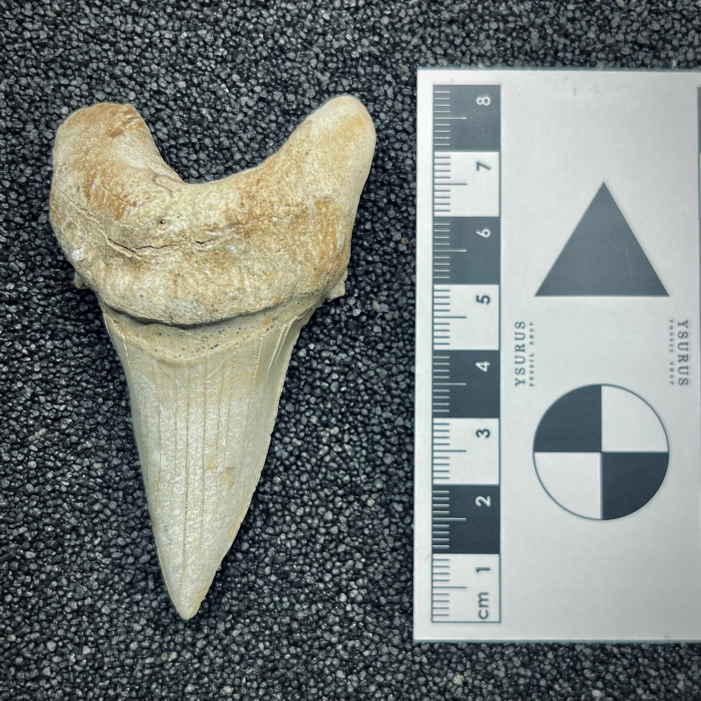 F2762 | Squalo | Otodus obliquus