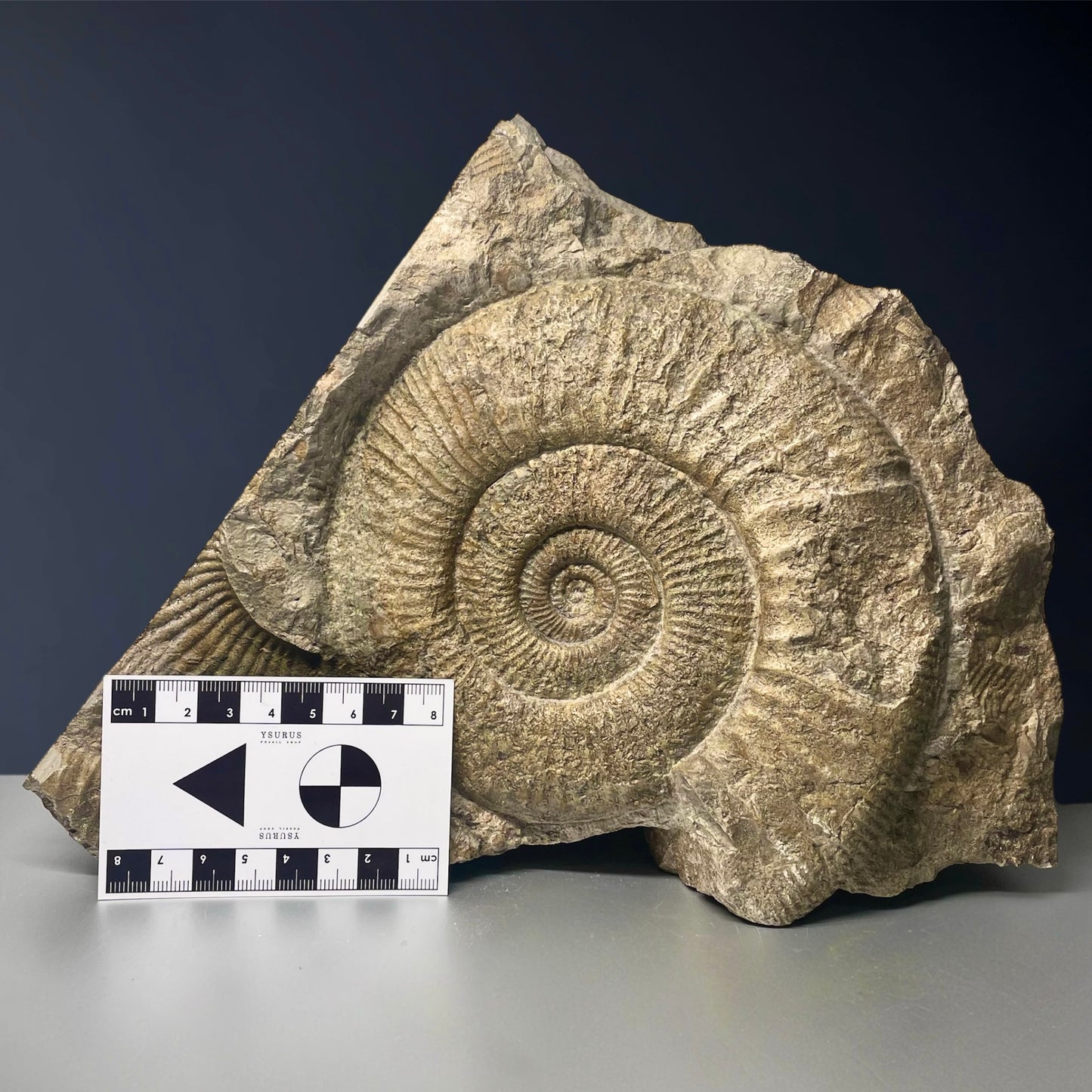 F1847 | Ammonite | Perisphinctes sp.