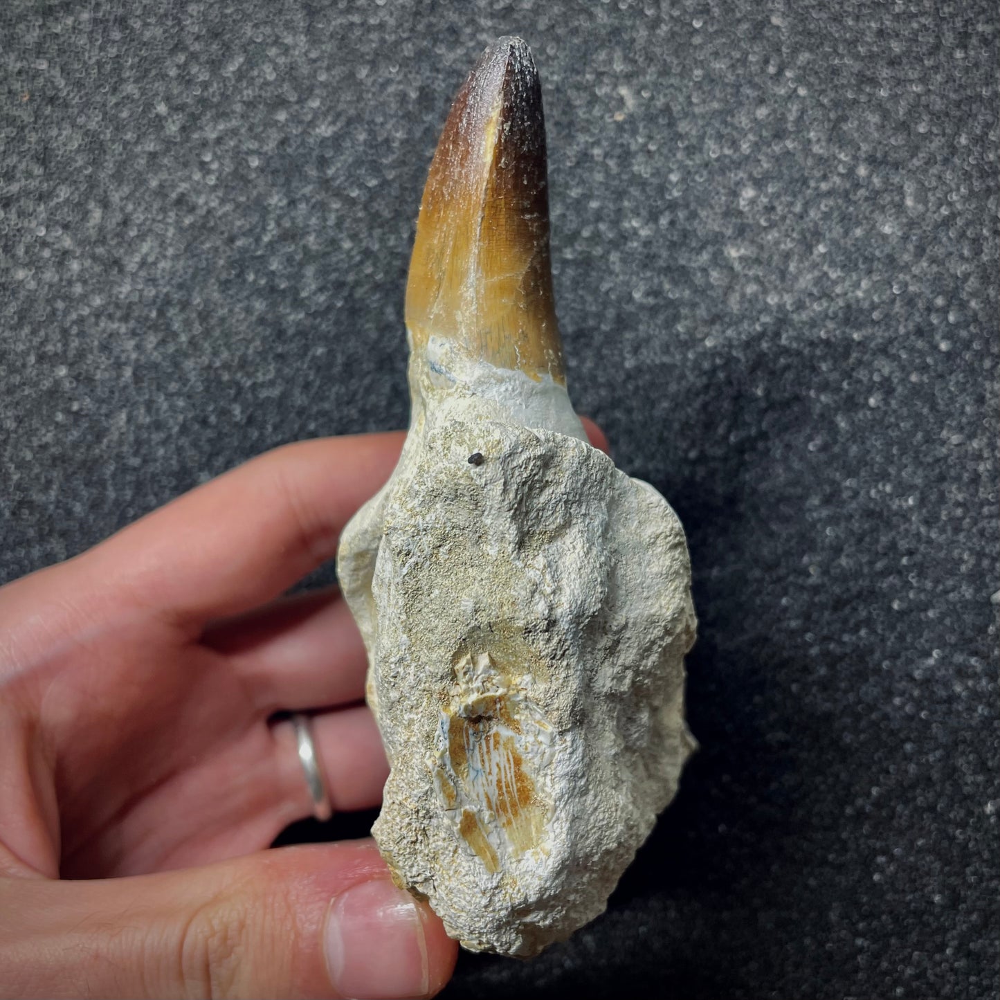 F1987 | RARO | Mosasauro | Prognathodon curii