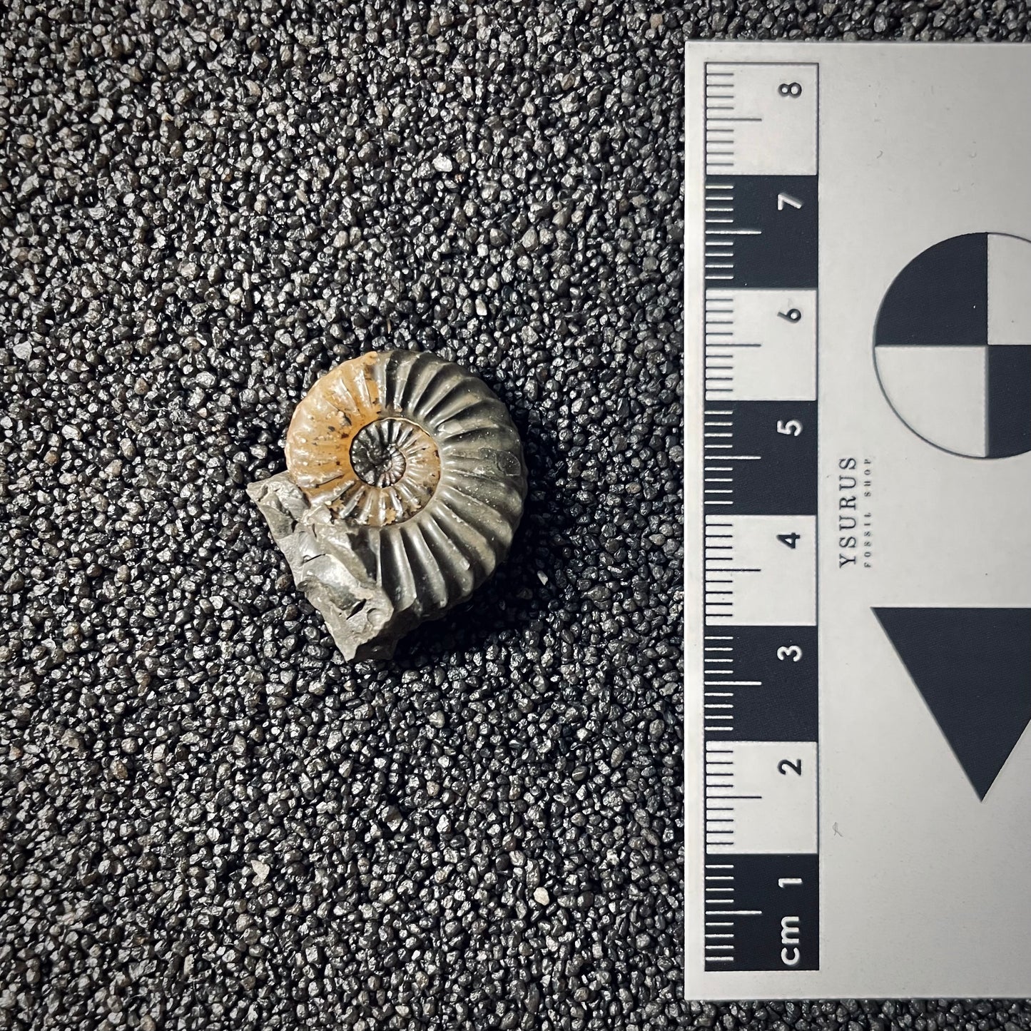 F2559 | Ammonite | Pleuroceras spinatum
