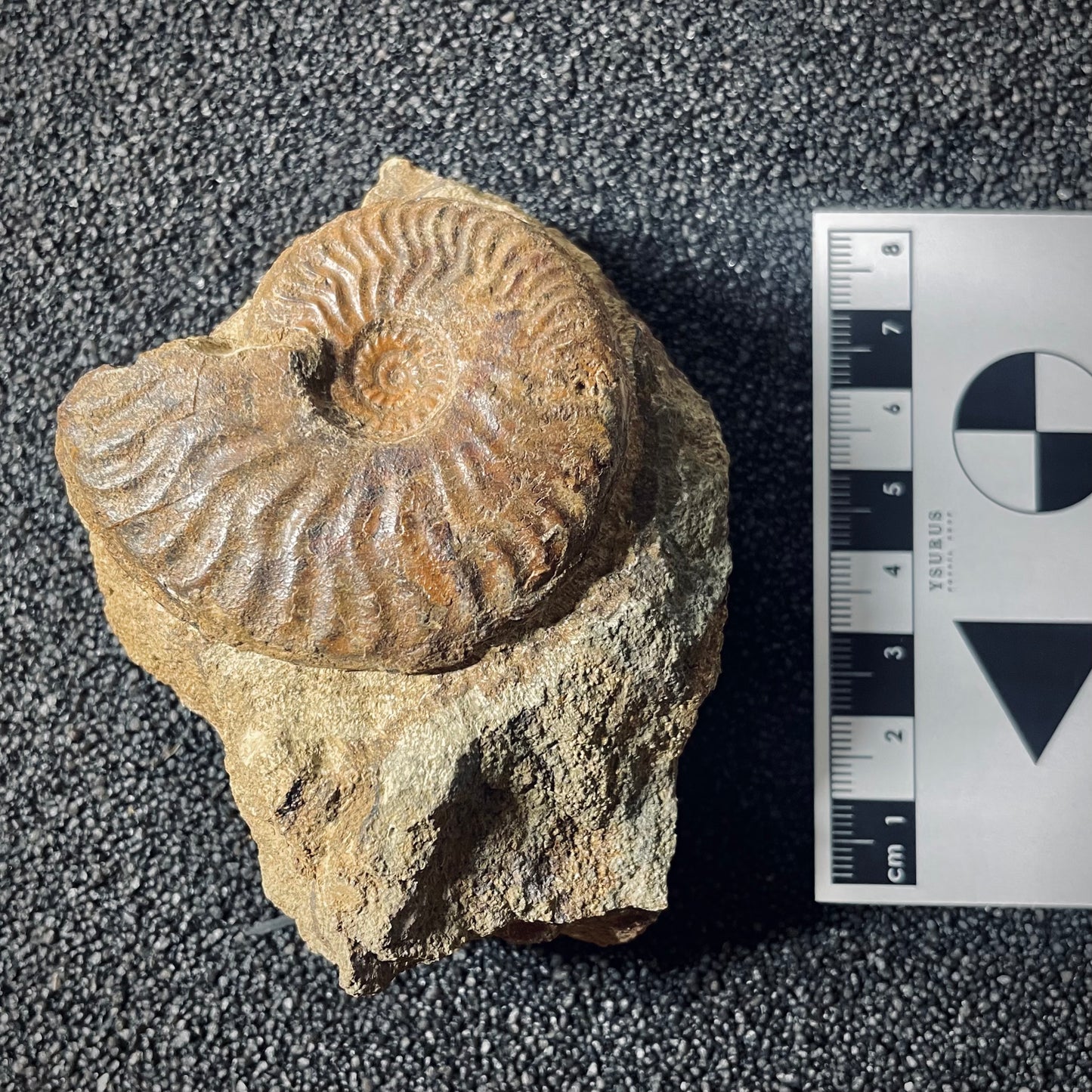 F2566 | Ammonite | Graphoceratidae indet.