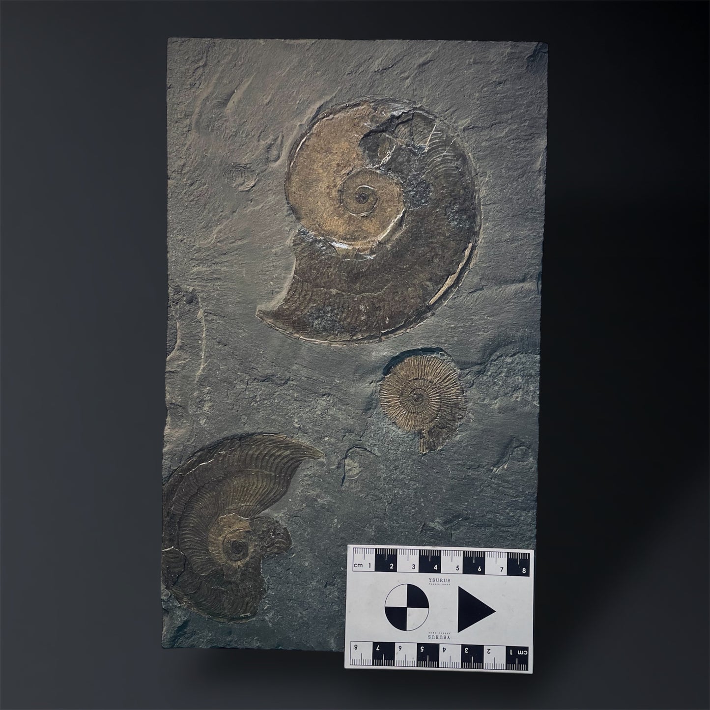 F1975 | Ammonite | Dactylioceras commune & Harpoceras falcifer