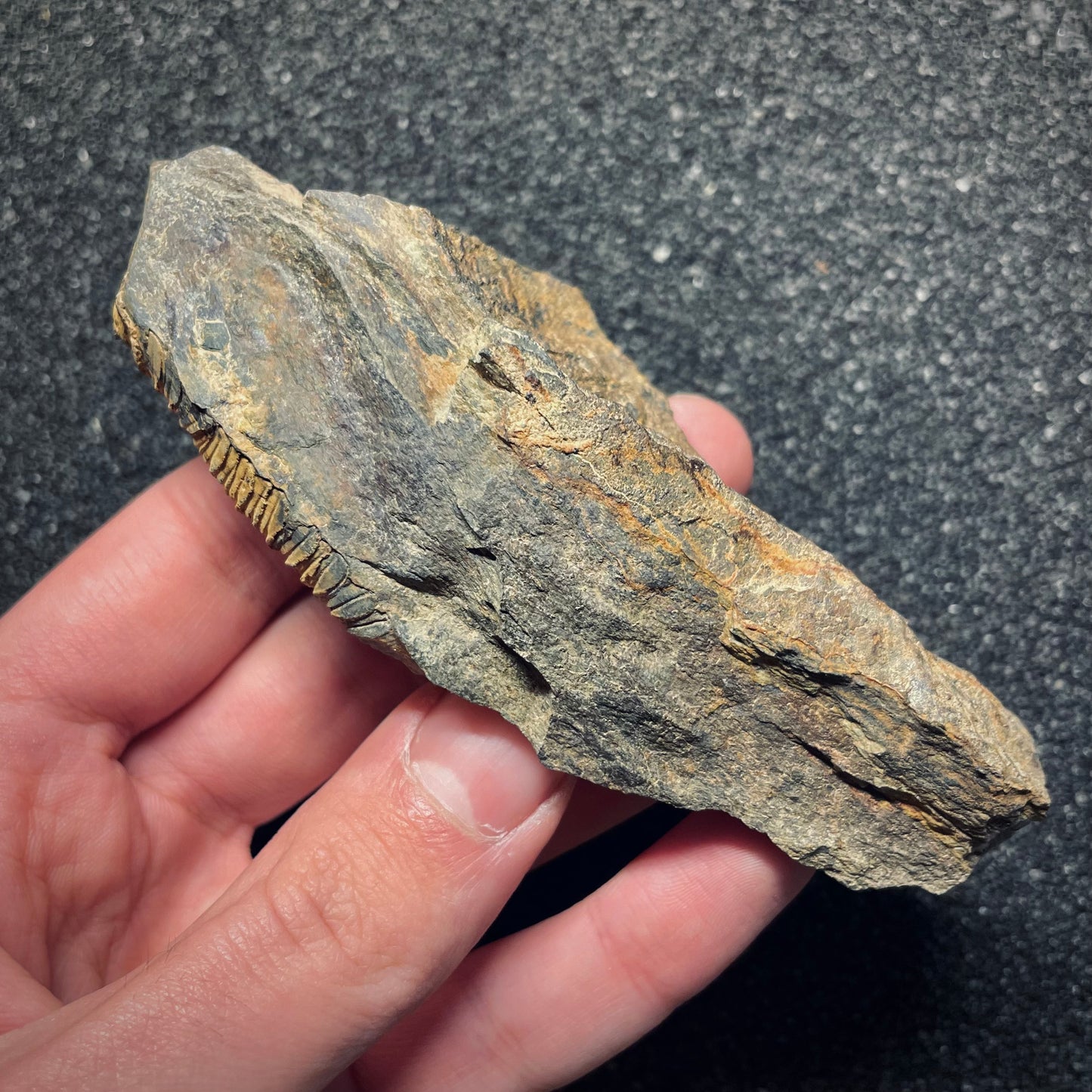 F1595 | Trilobite | Neseuretus tristani