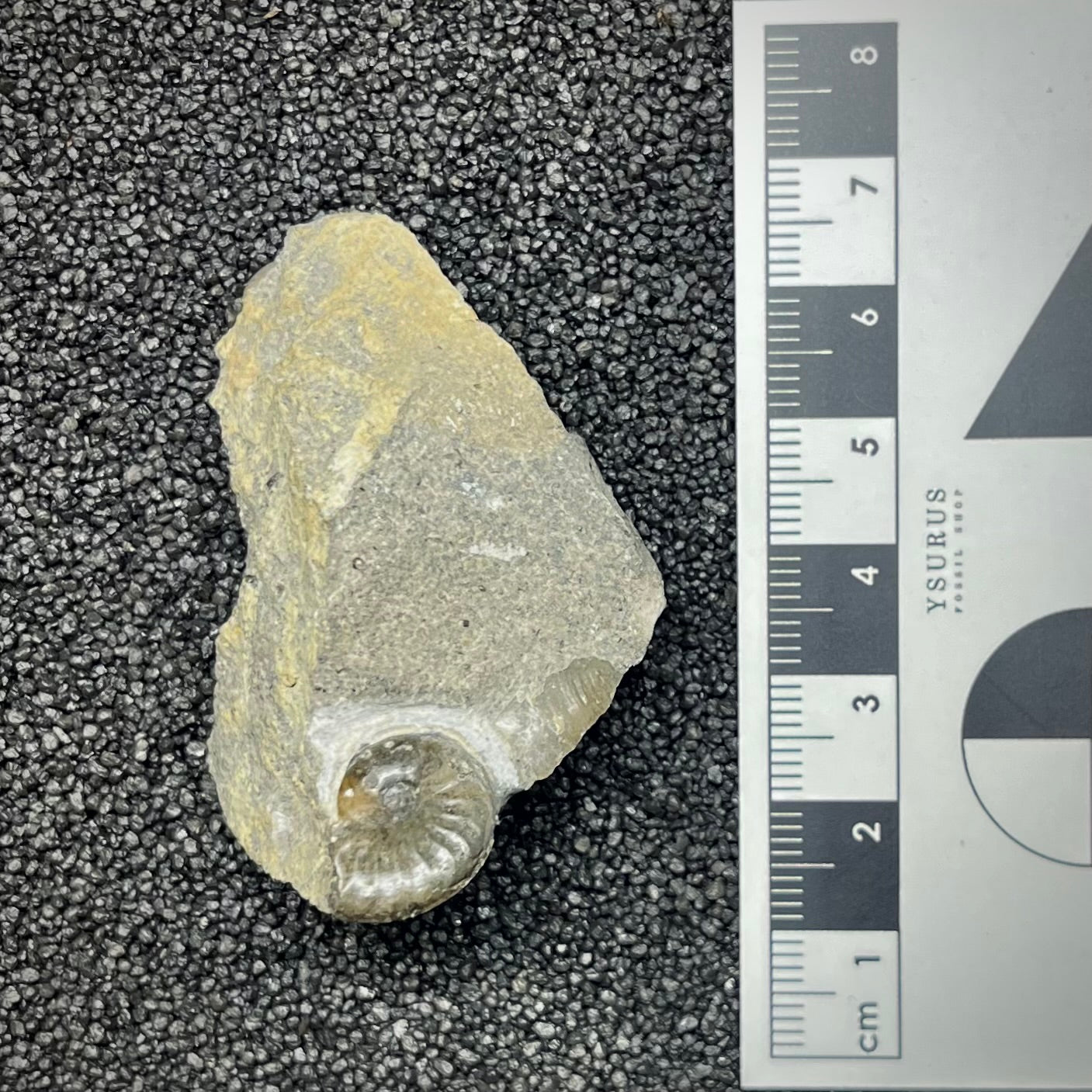F2898 | Ammonite | Graphoceras sp.