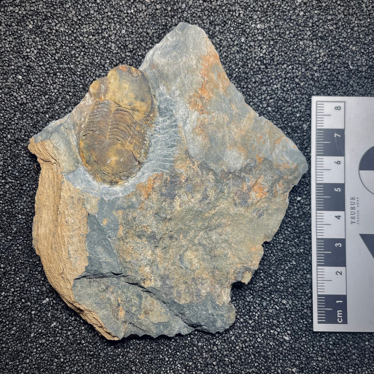 F1596 | Trilobite | Ectillaenus giganteus
