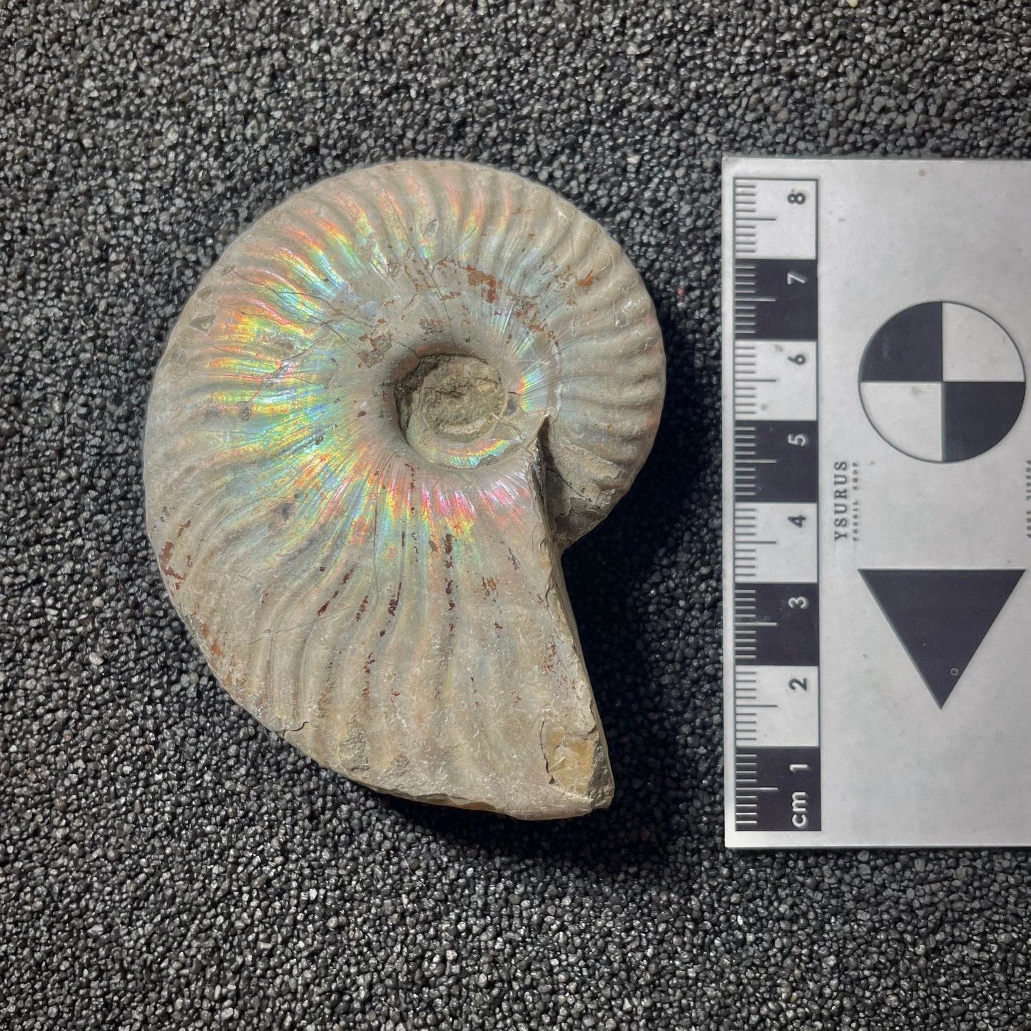 F2015 | Ammonite | Cleoniceras sp.