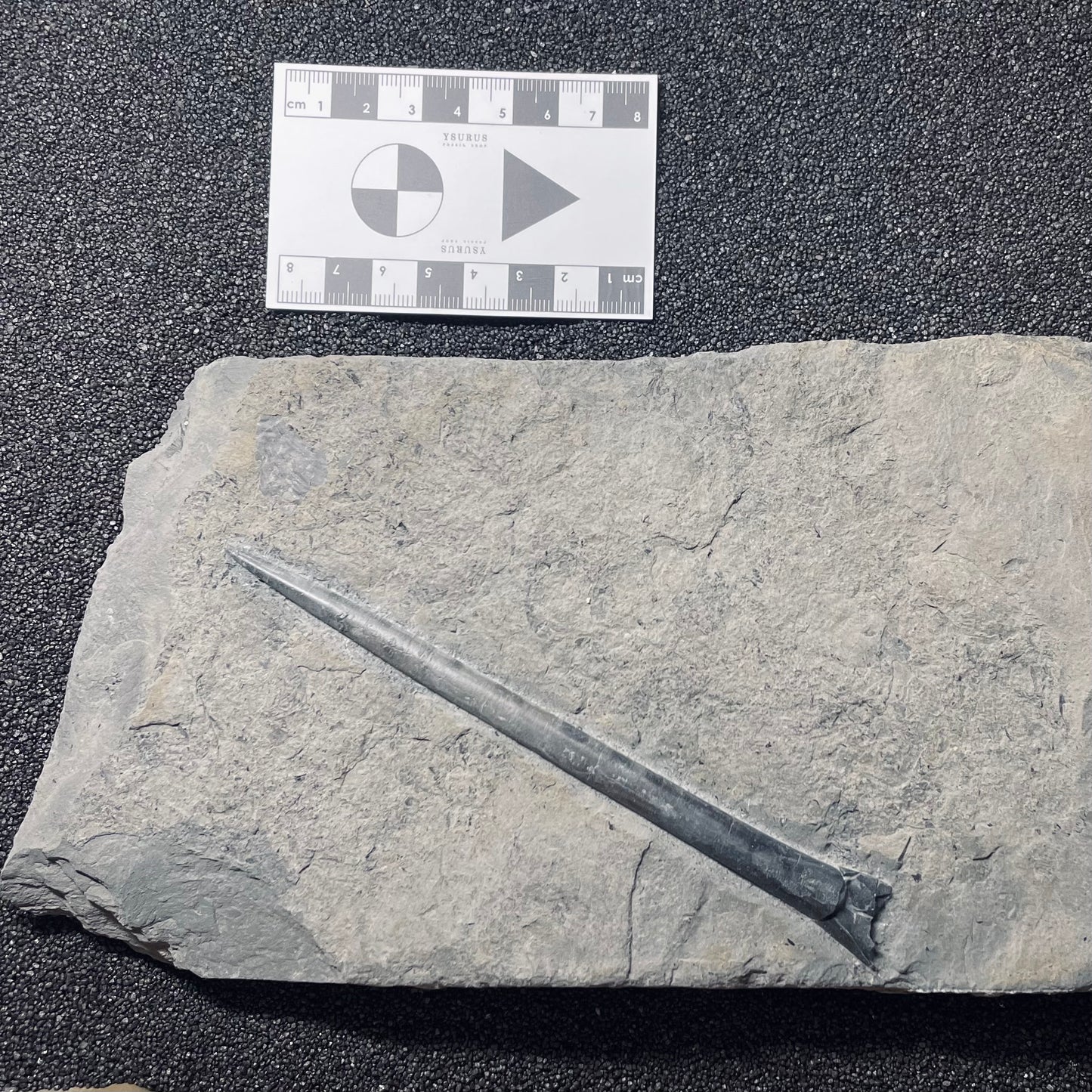 F1839 | Belemnite | Belemnoidea indet.