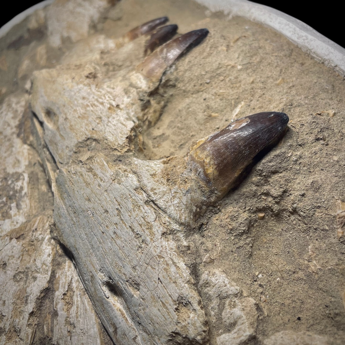 F1984 | Mosasauro | Prognathodon sp.