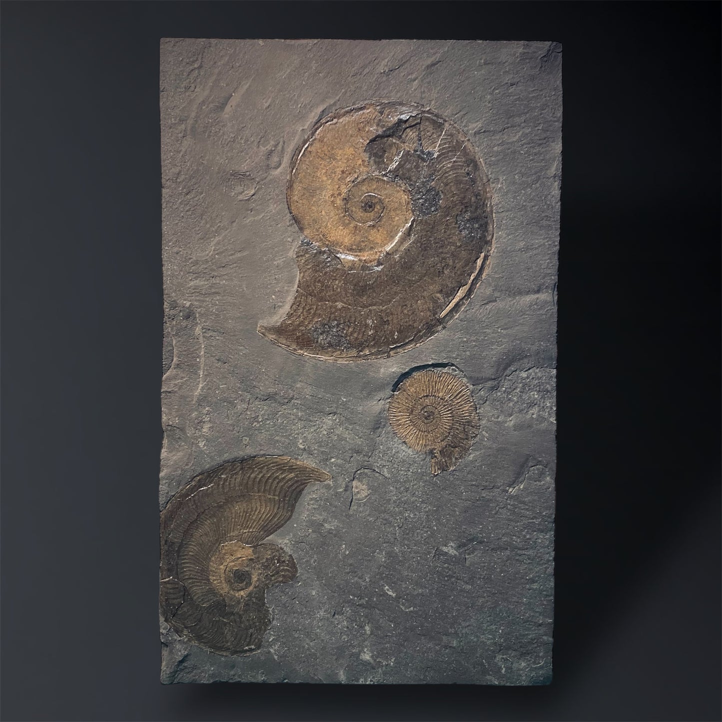 F1975 | Ammonite | Dactylioceras commune & Harpoceras falcifer