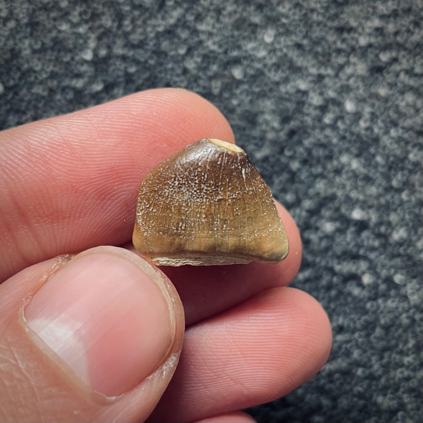 F1193 | RARO | Mosasauro | Carinodens belgicus