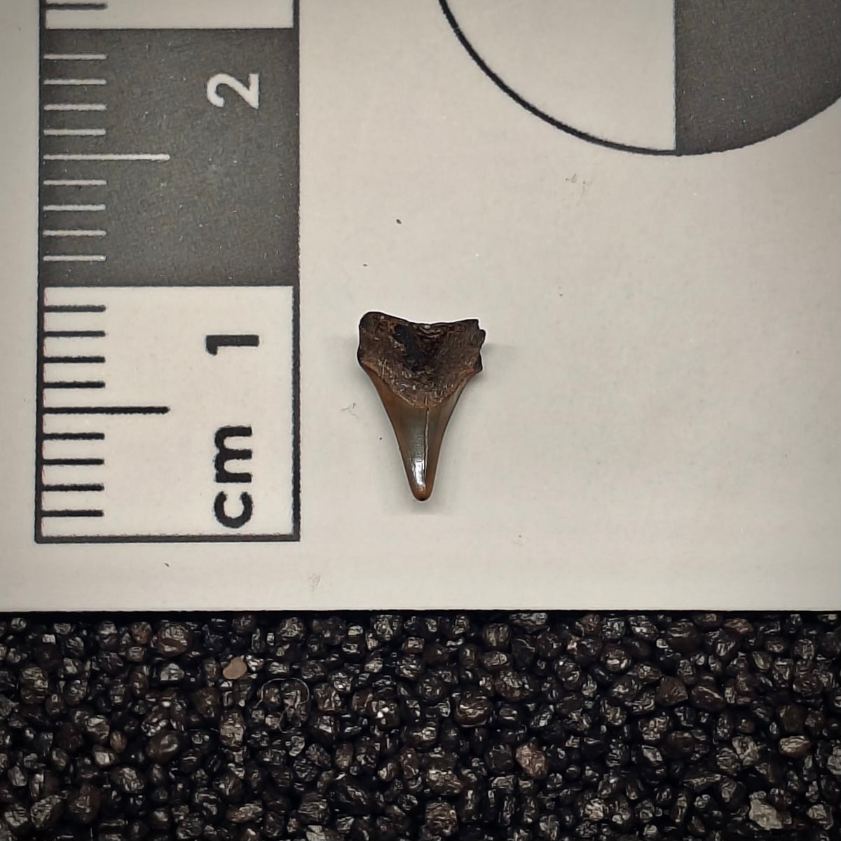 F3021 | Squalo | Squatina sp.