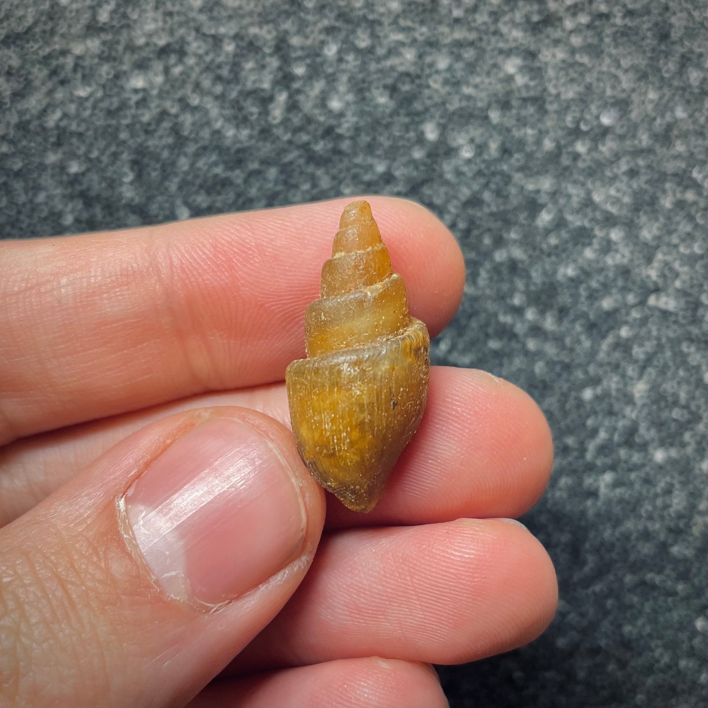 F1764 | Gasteropode | Gastropoda indet.