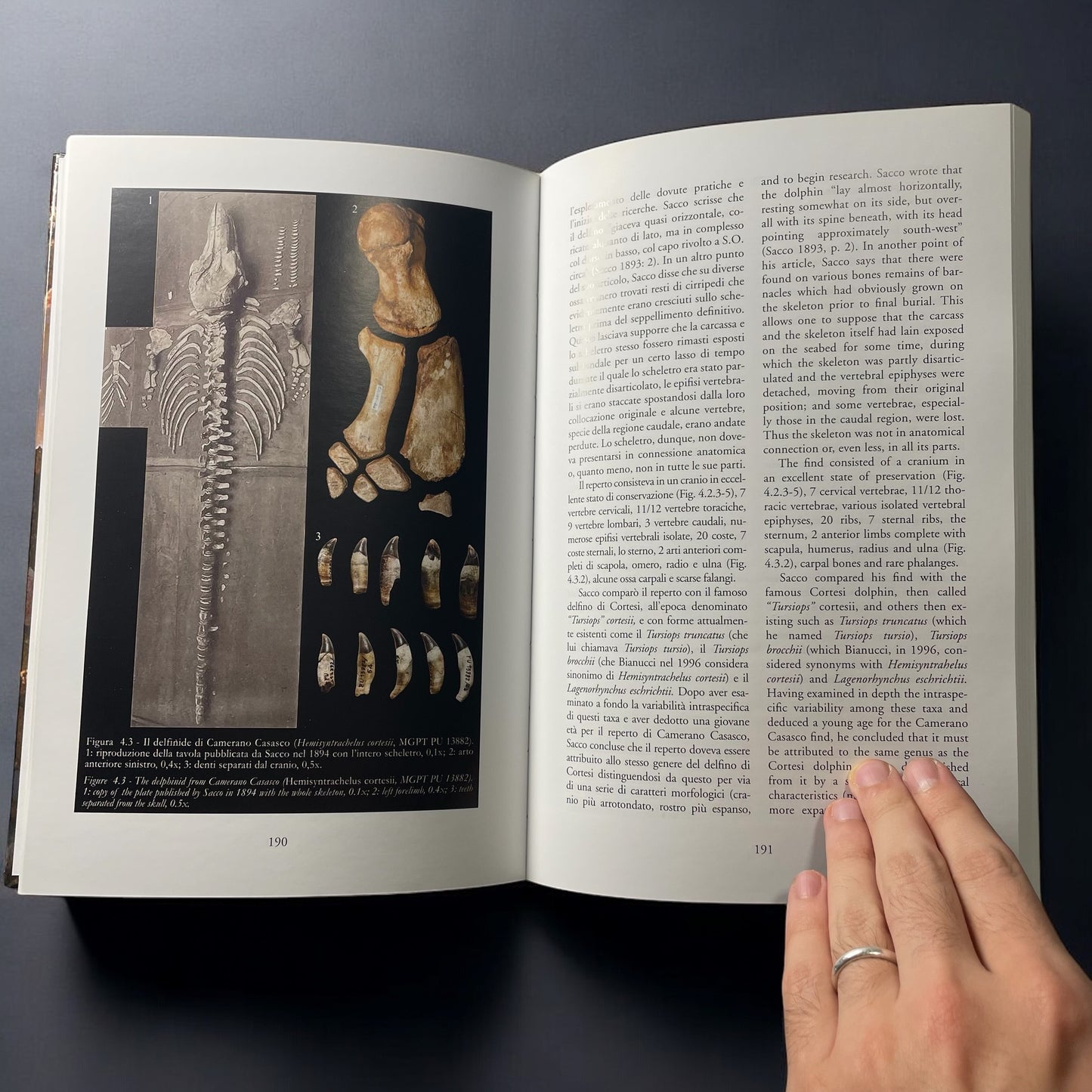 LP10 | Libro | Valle Andona: Mare e Fossili