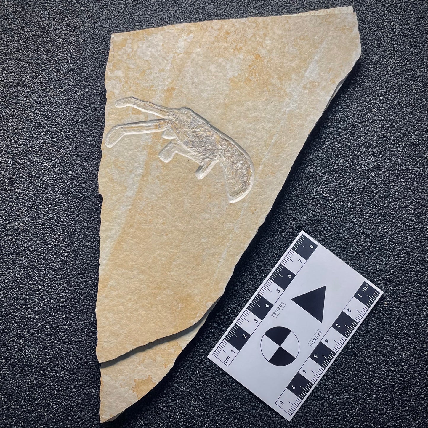 F1716 | Glifeide | Mecochirus longimanus