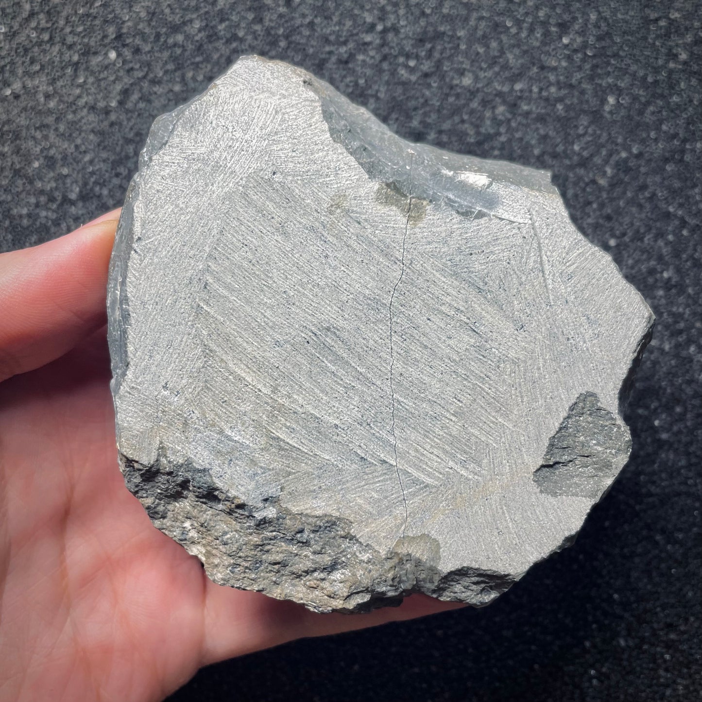 F1616 | Trilobite | Phacopidae indet.