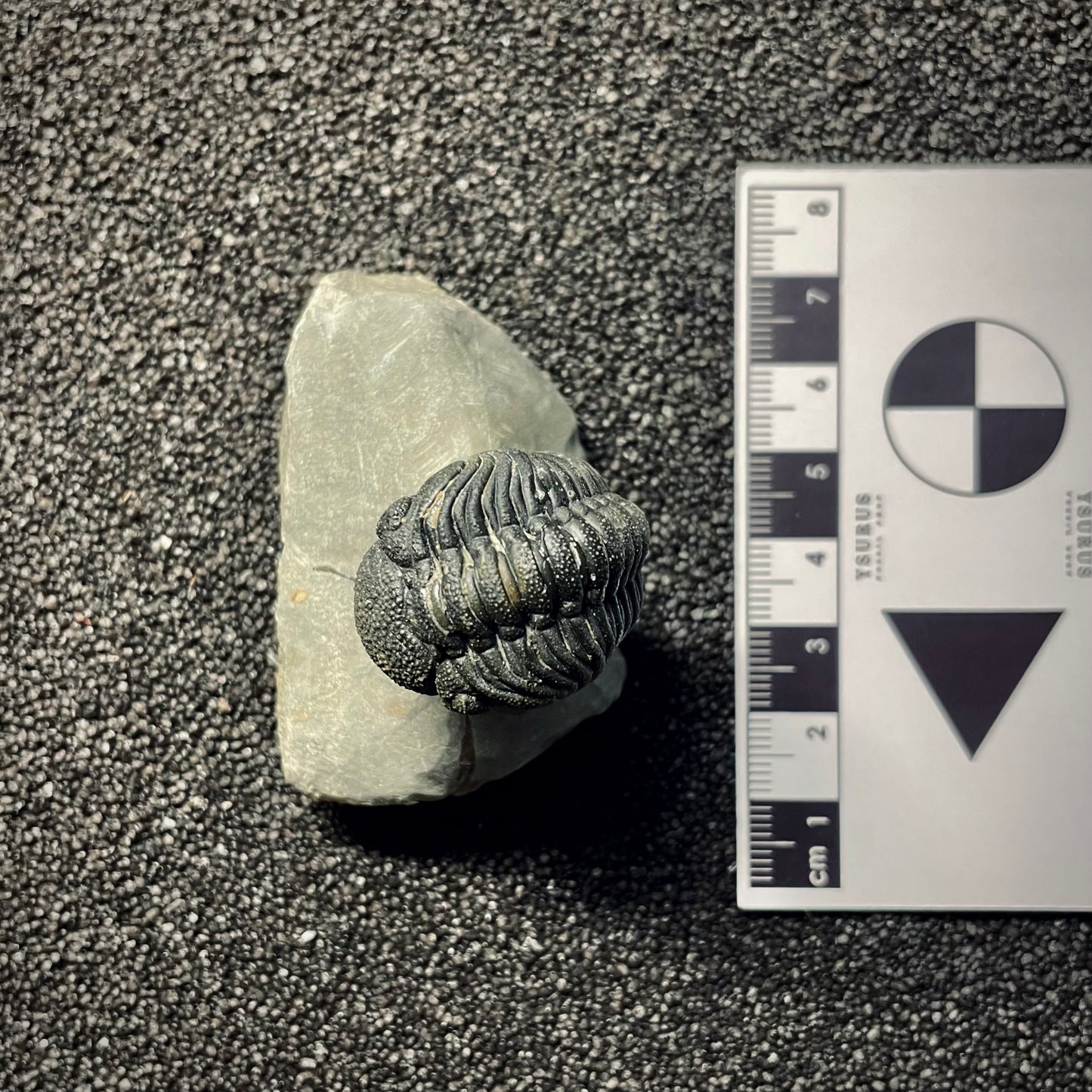 F2143 | Trilobite | Phacopidae indet.