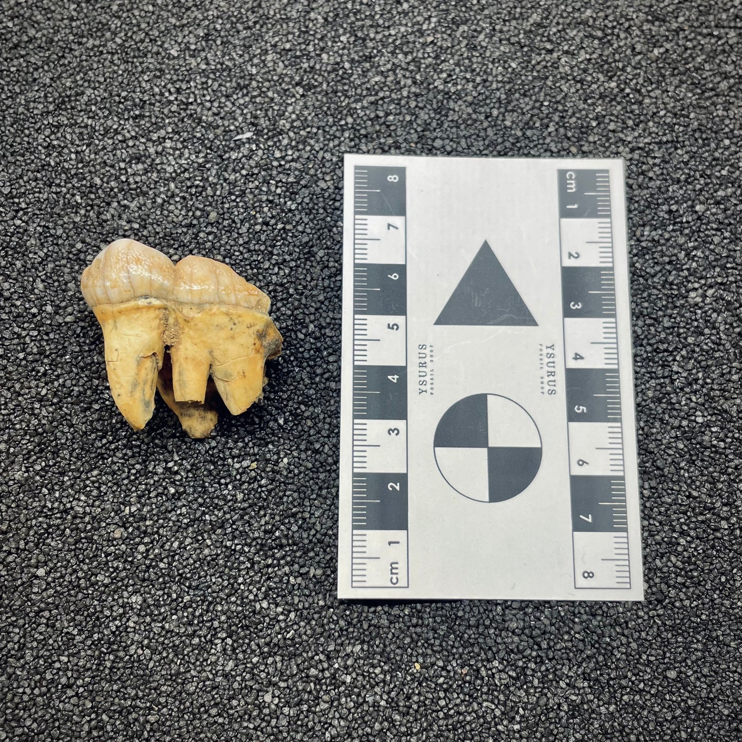 F2667 | Orso | Ursus spelaeus