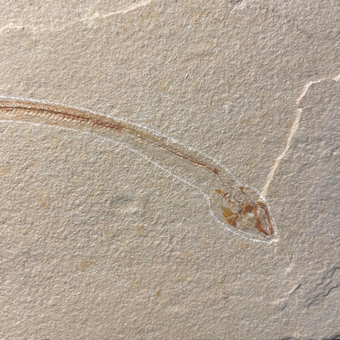 F2063 | Pesce | Hayenchelys germanus