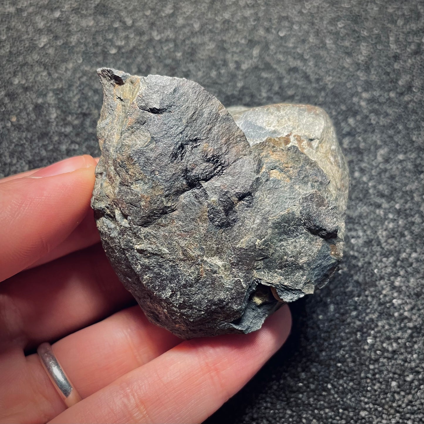 F1571 | Trilobite | Isabelinia glabrata