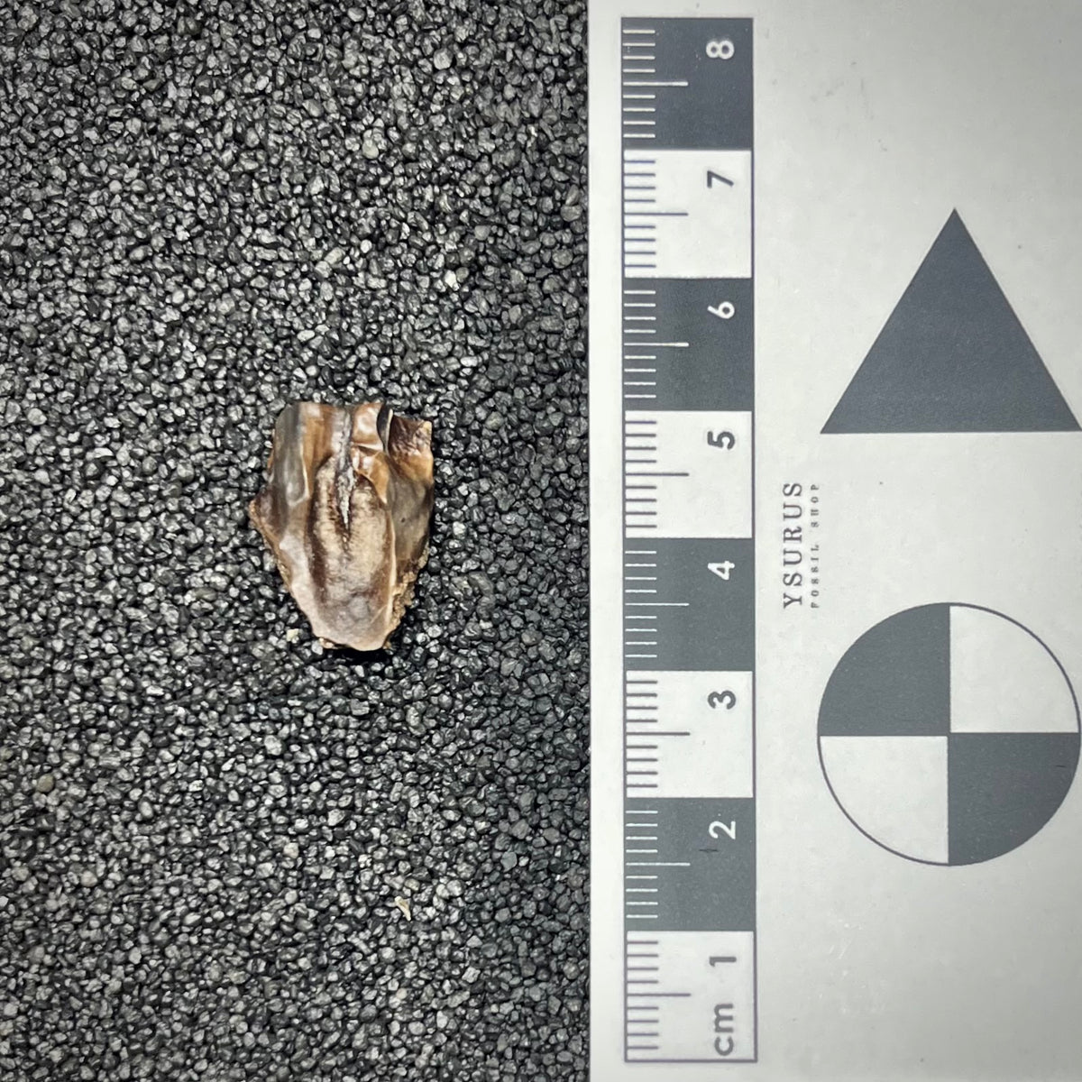 F3003 | Dinosauro | Triceratops sp.