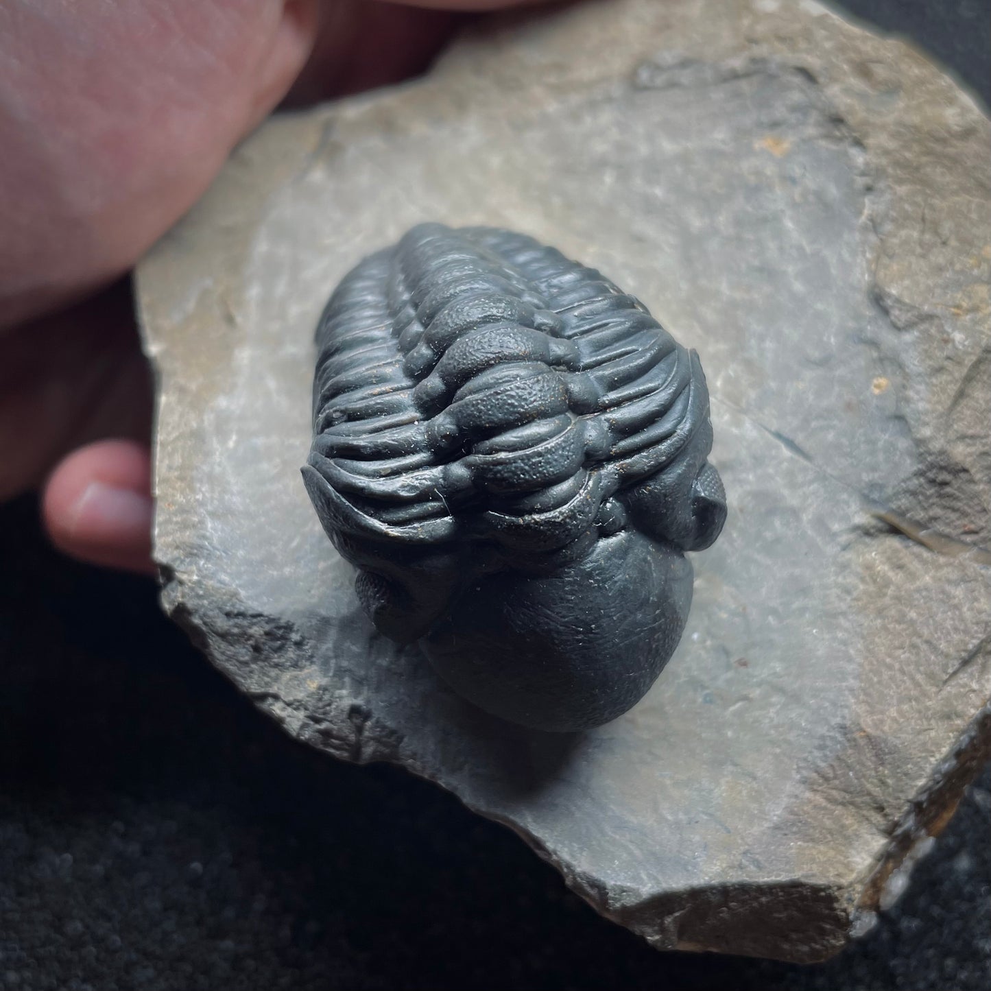 F1890 | Trilobite | Phacopidae indet.