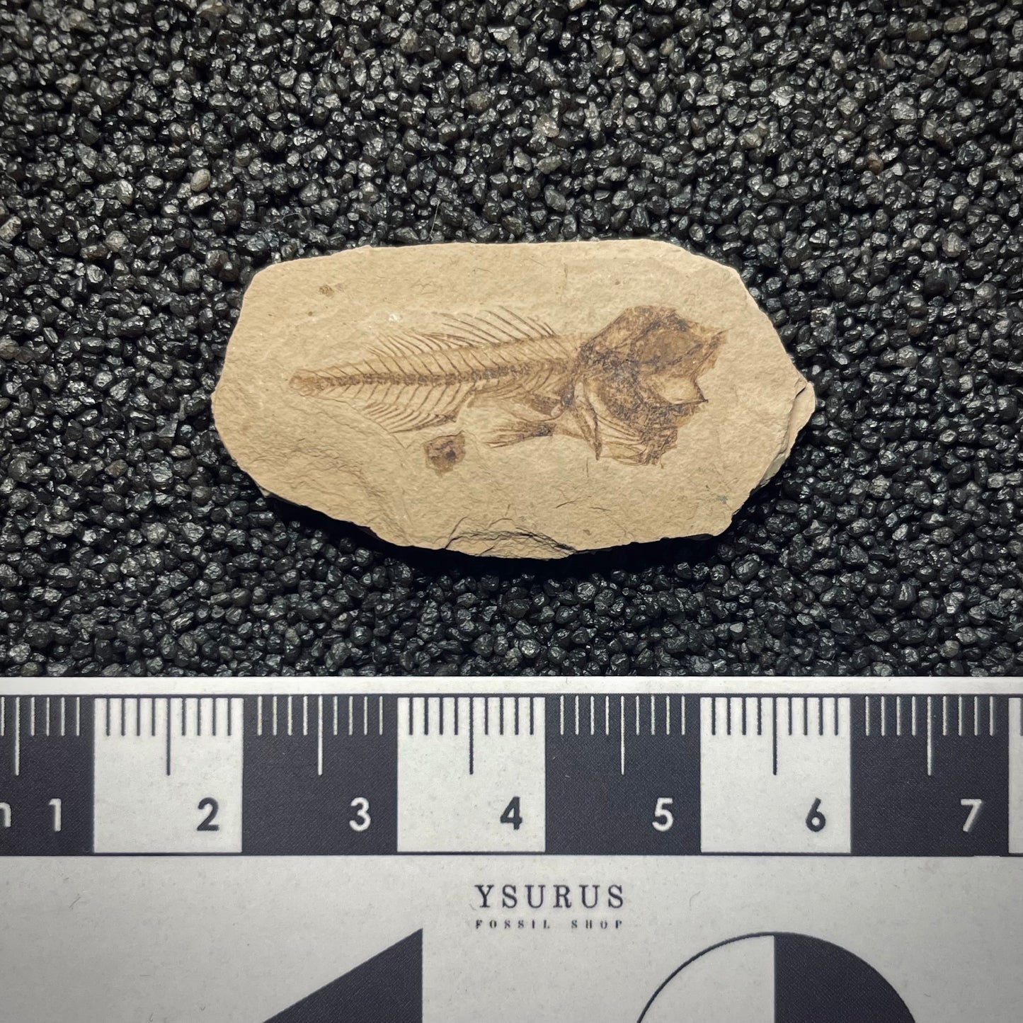 F1336 | RARO | Pesce | Serranus sp.