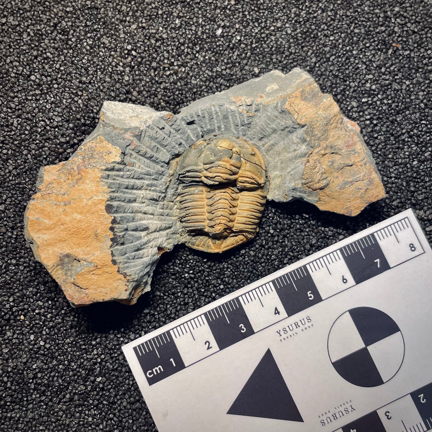 F1583 | Trilobite | Prionocheilus mendax
