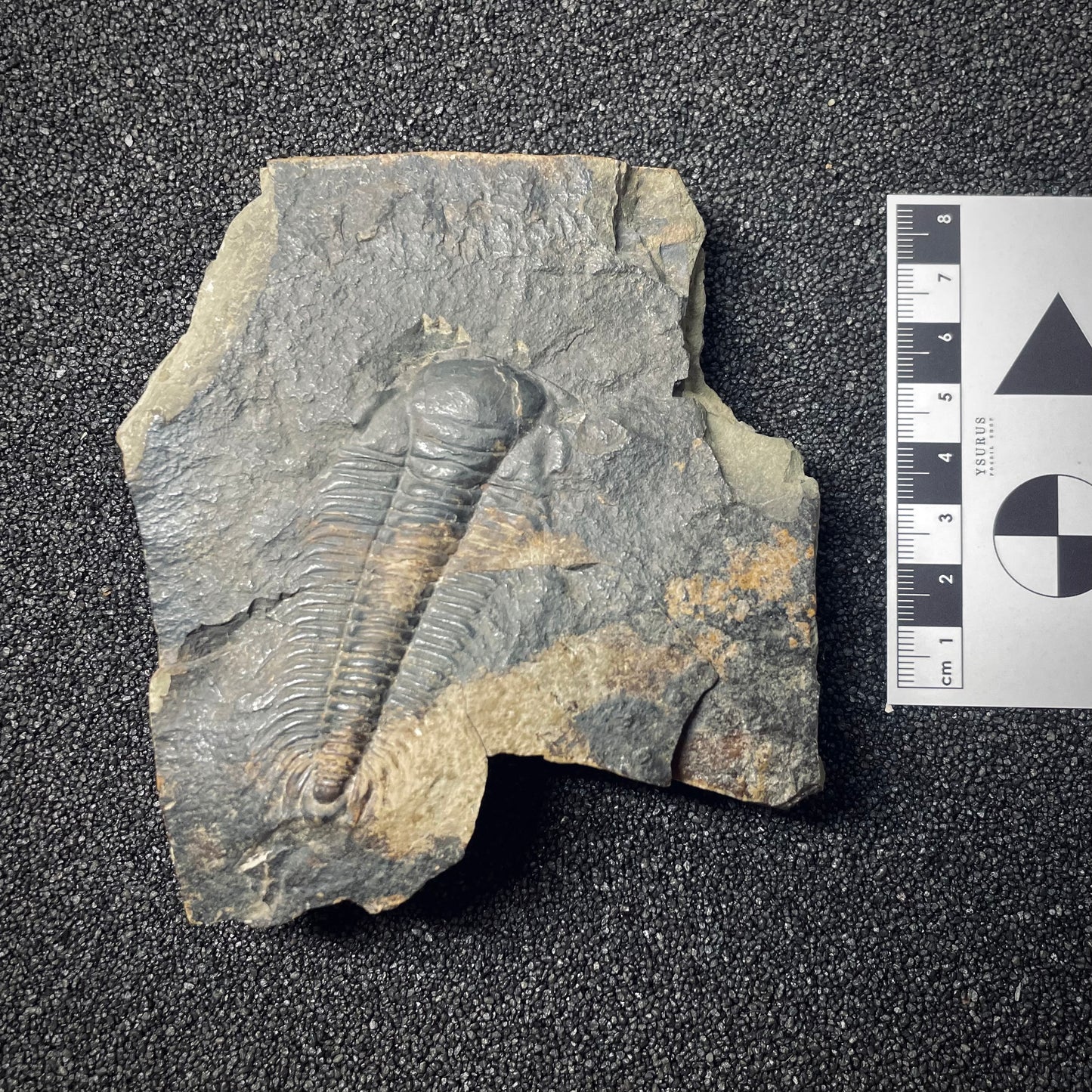 F1286 | Trilobite | Paradoxides gracilis