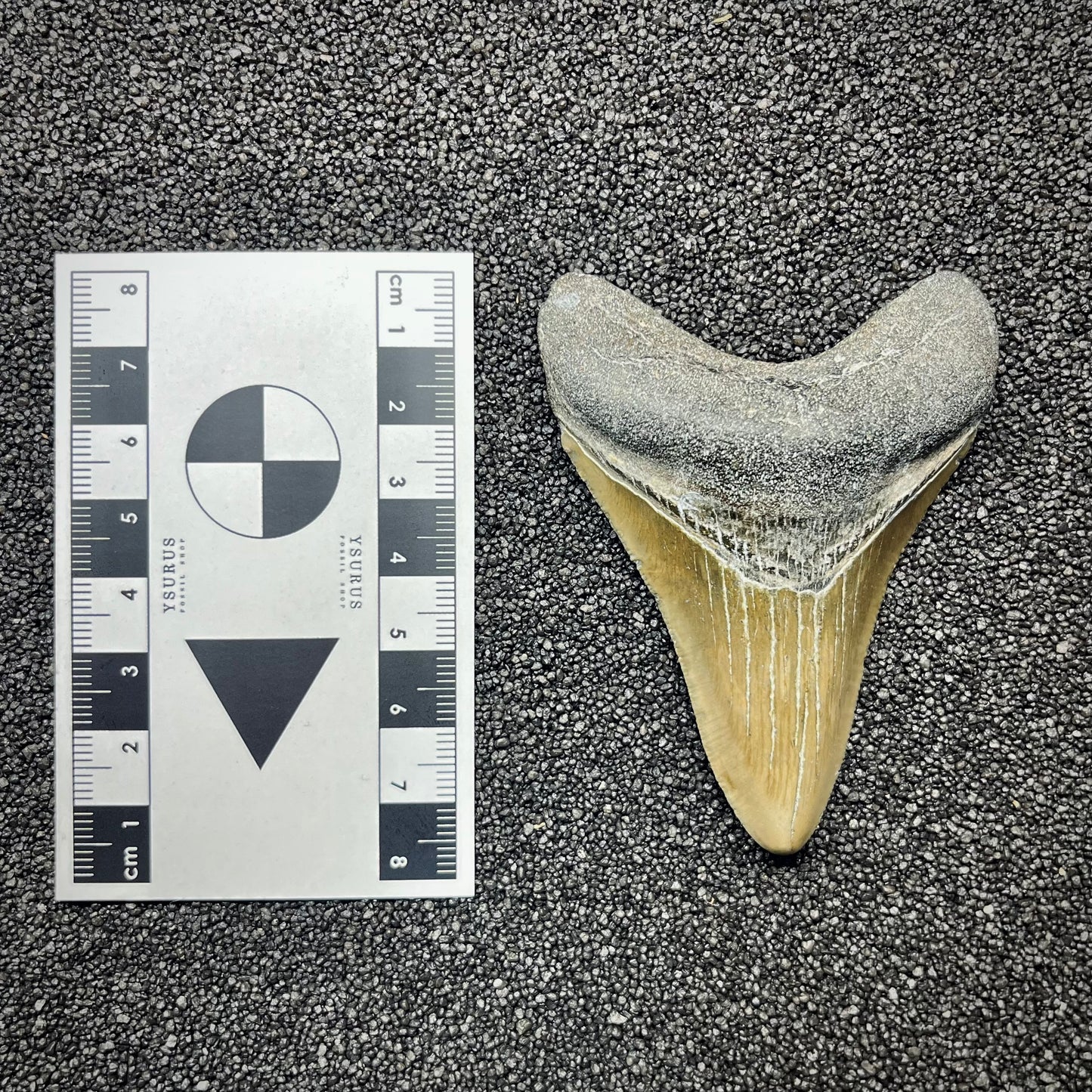 F2919 | Squalo | Otodus megalodon