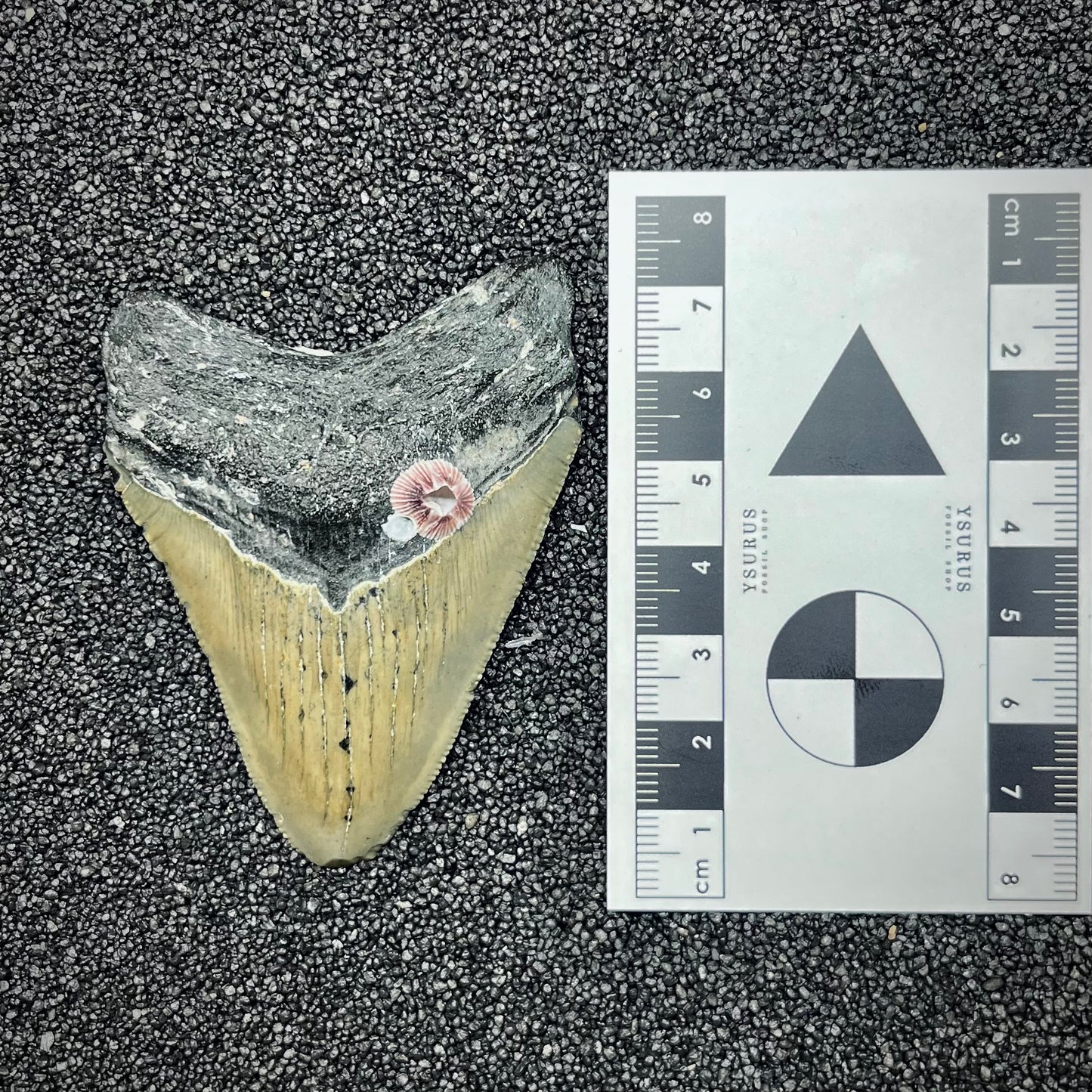 F2874 | Squalo | Otodus megalodon
