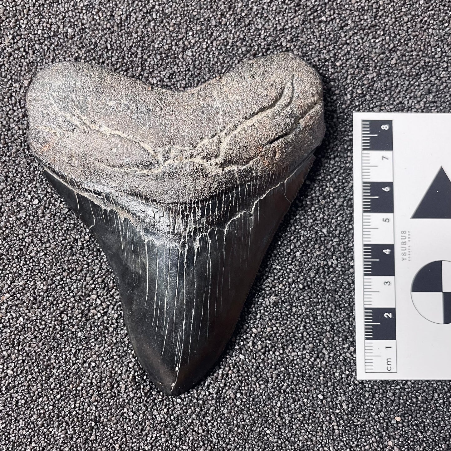 F2436 | Squalo | Otodus megalodon