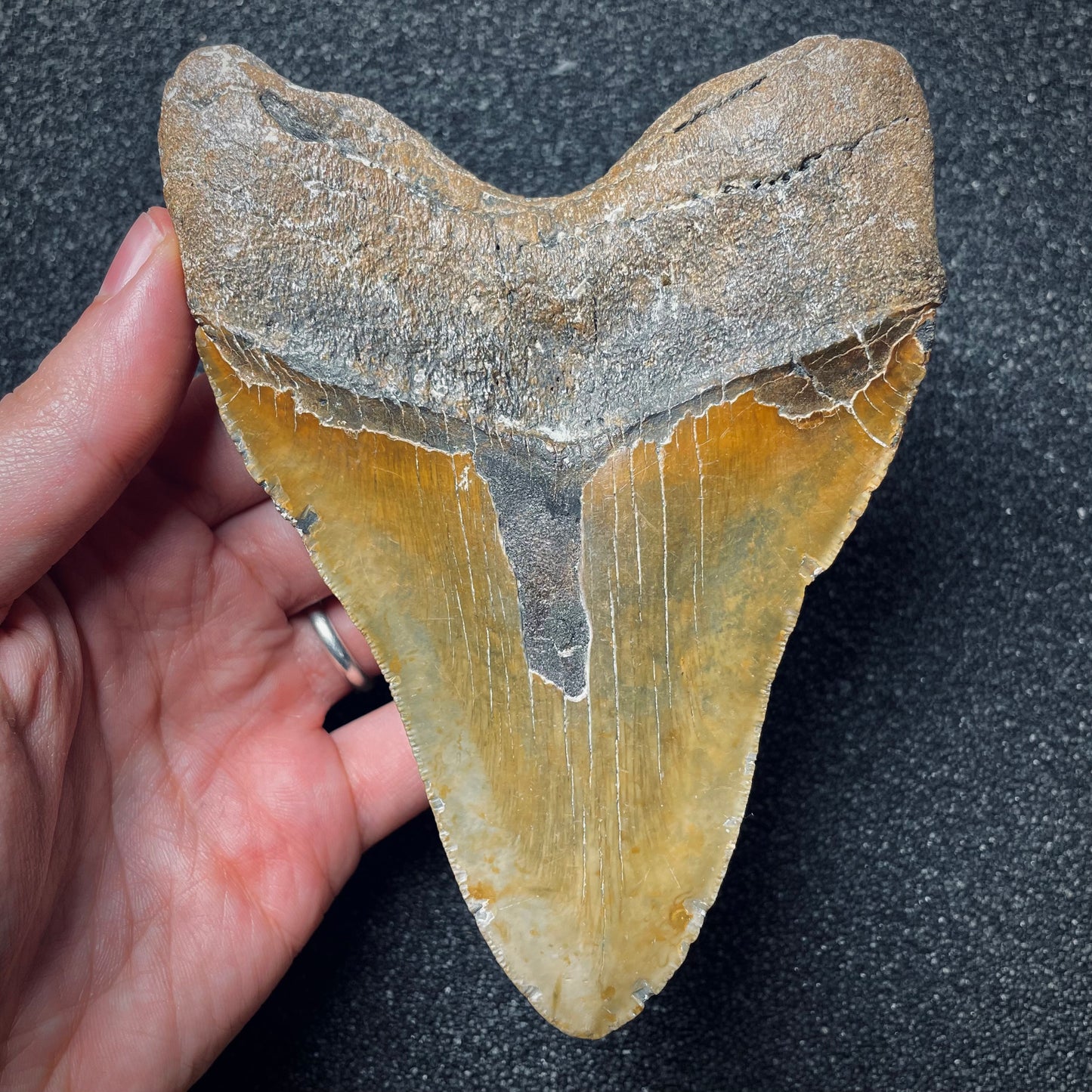 F1849 | Squalo | Otodus megalodon