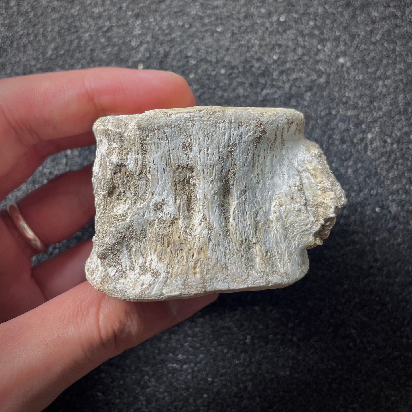 F1923 | Mosasauro | Mosasauridae indet.