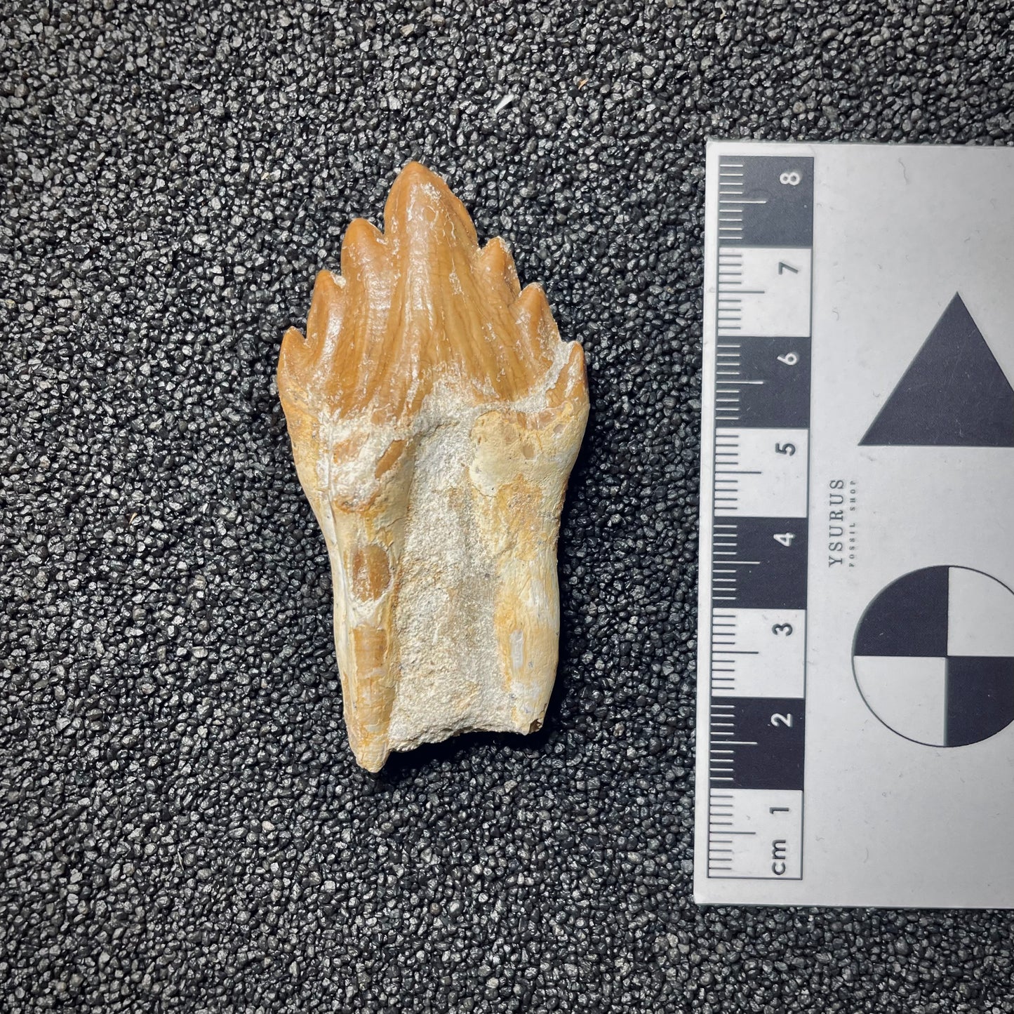 F1718 | Cetaceo | Basilosauridae indet.