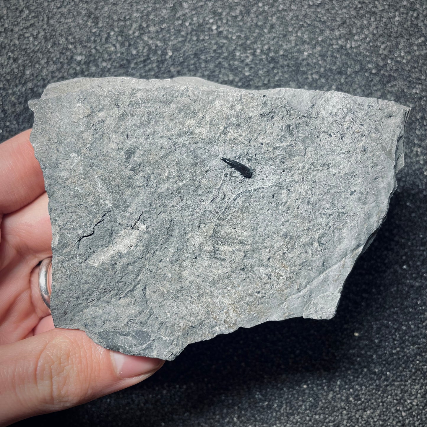 F1496 | Coccodrillo | Steneosaurus sp.