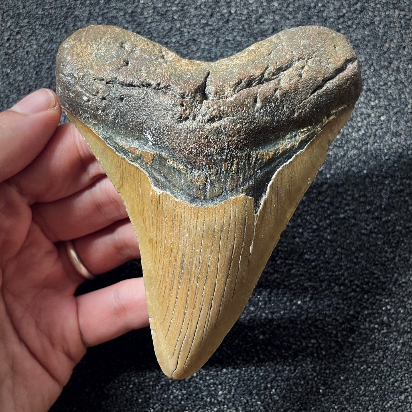 F1998 | Squalo | Otodus megalodon