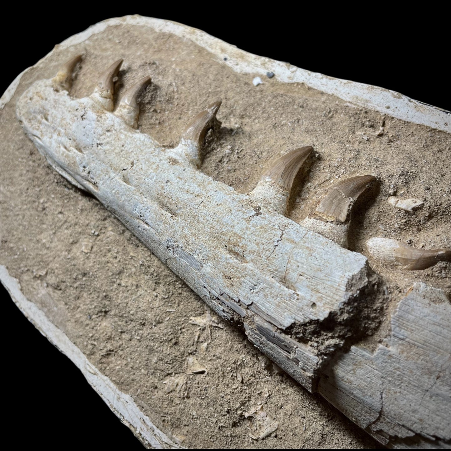 F1985 | Mosasauro | Prognathodon sp.