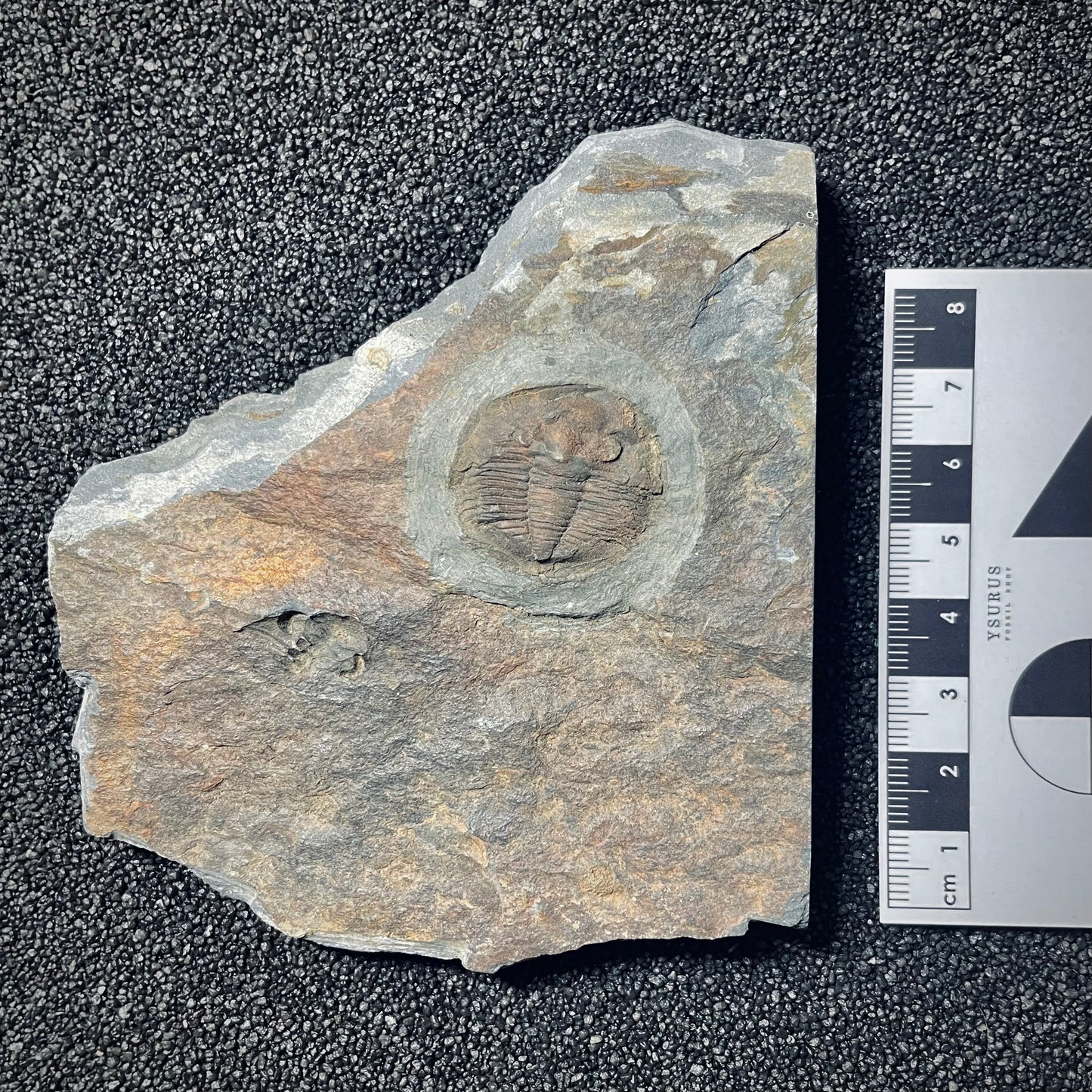 F1567 | Trilobite | Isabelinia glabrata