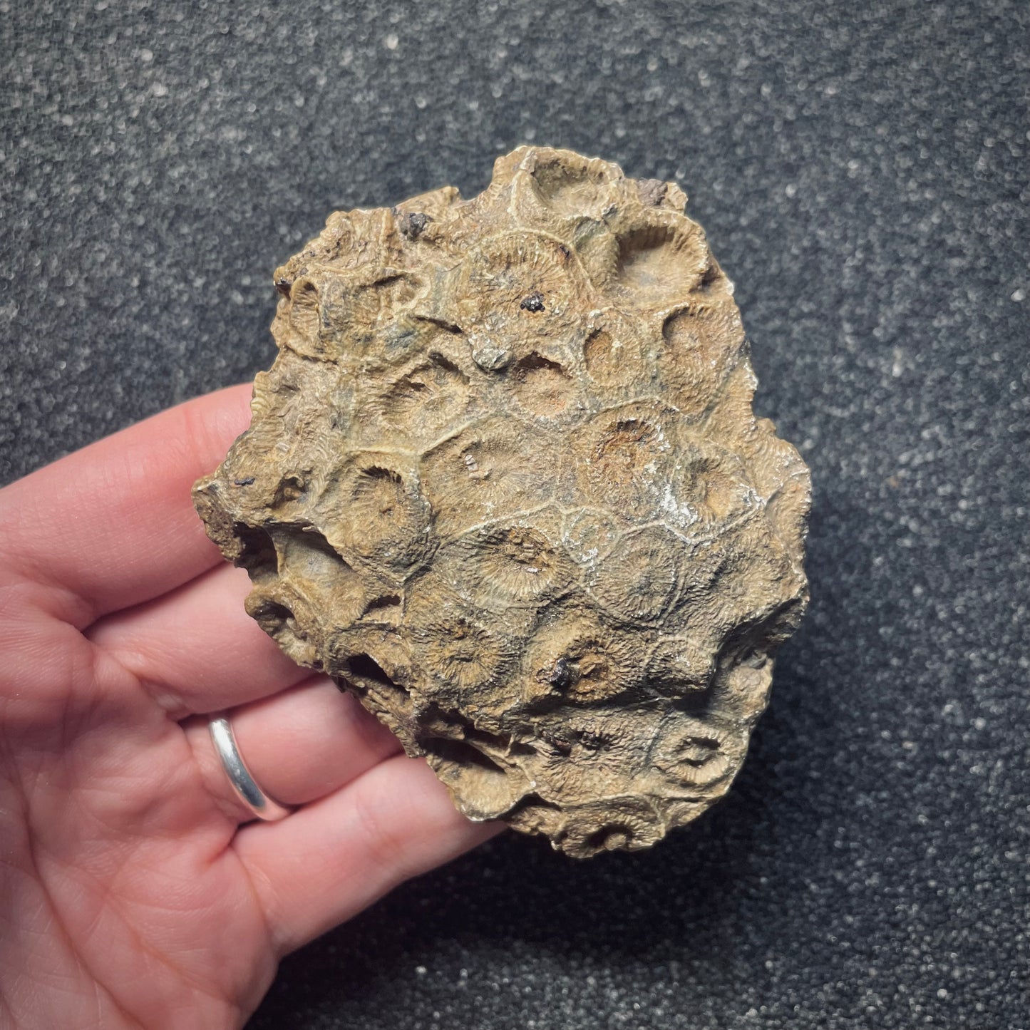 F1676 | Corallo | Hexagonaria sp.