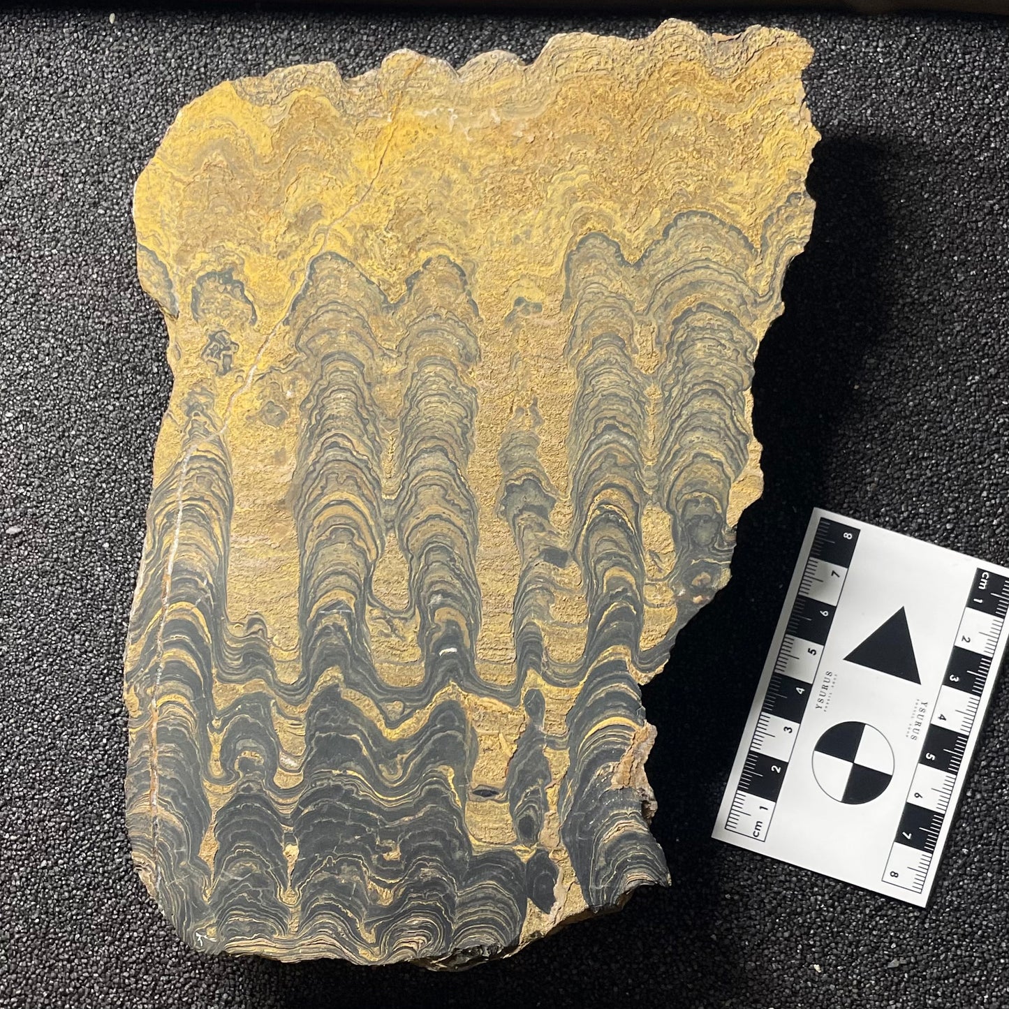 F2498 | Stromatolite | Stromatolite indet.