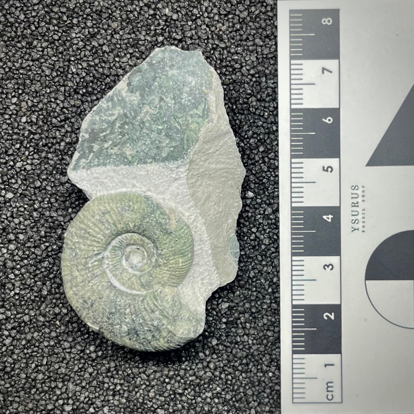 F2897 | Ammonite | Ataxioceras sp.